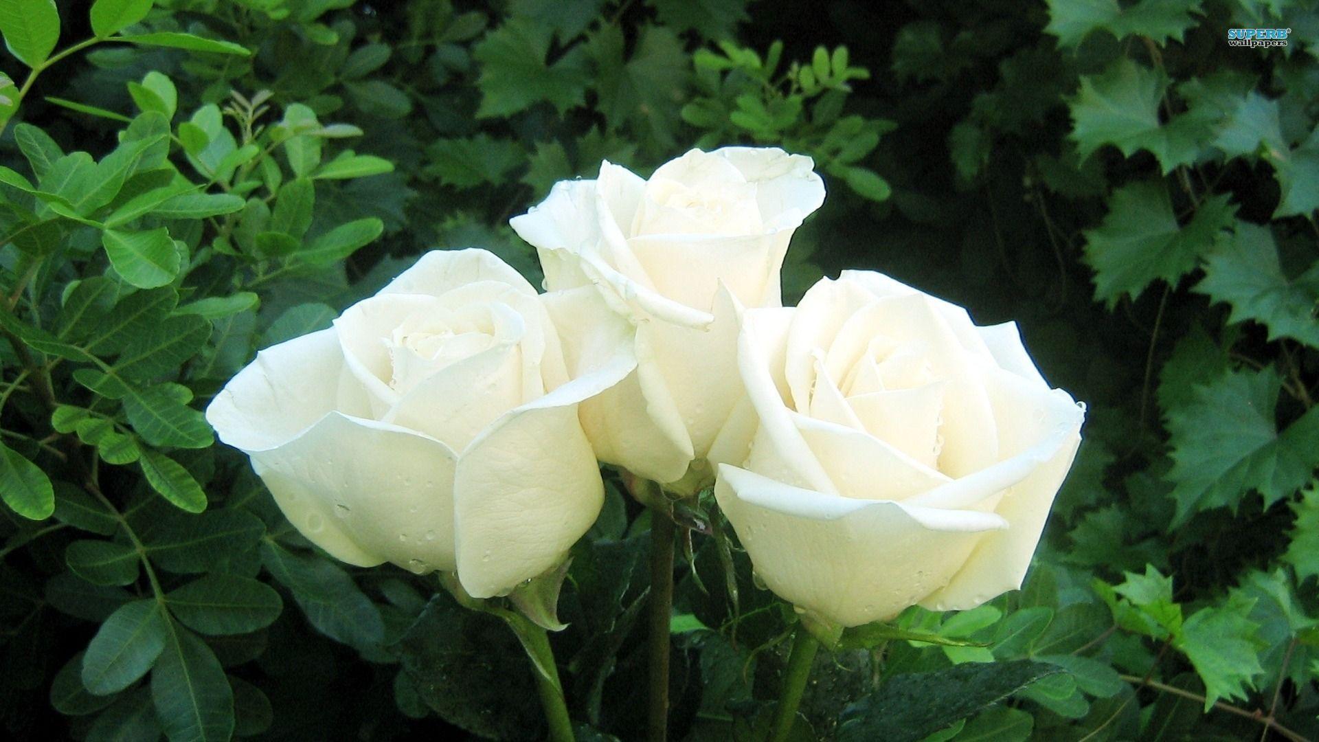 White Roses Screensaver Wallpapers