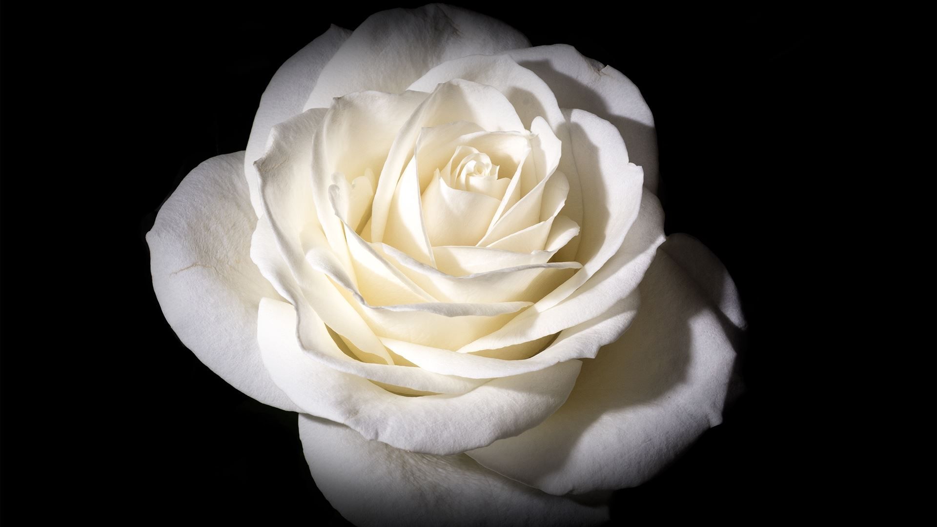 White Roses Screensaver Wallpapers