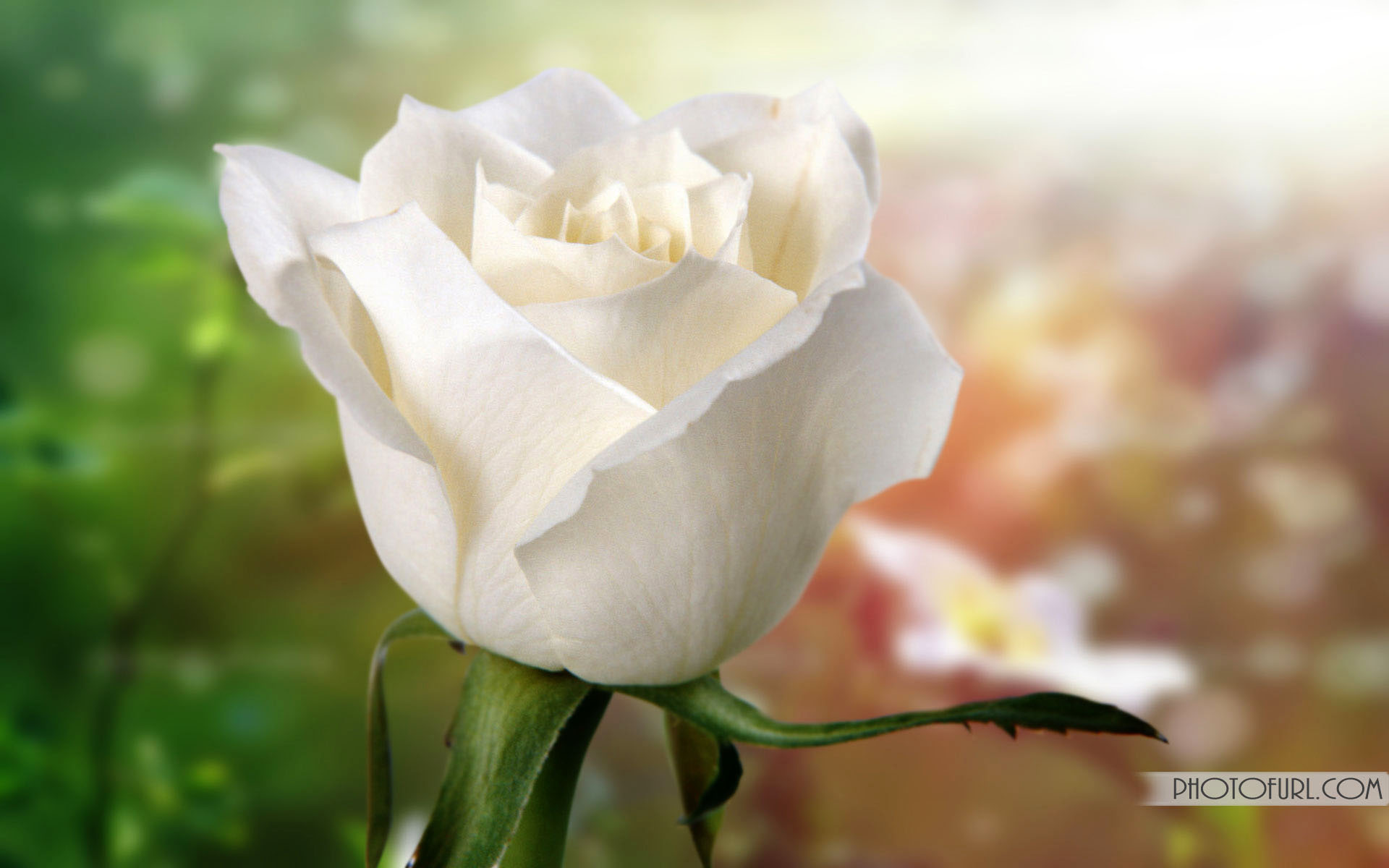 White Roses Screensaver Wallpapers