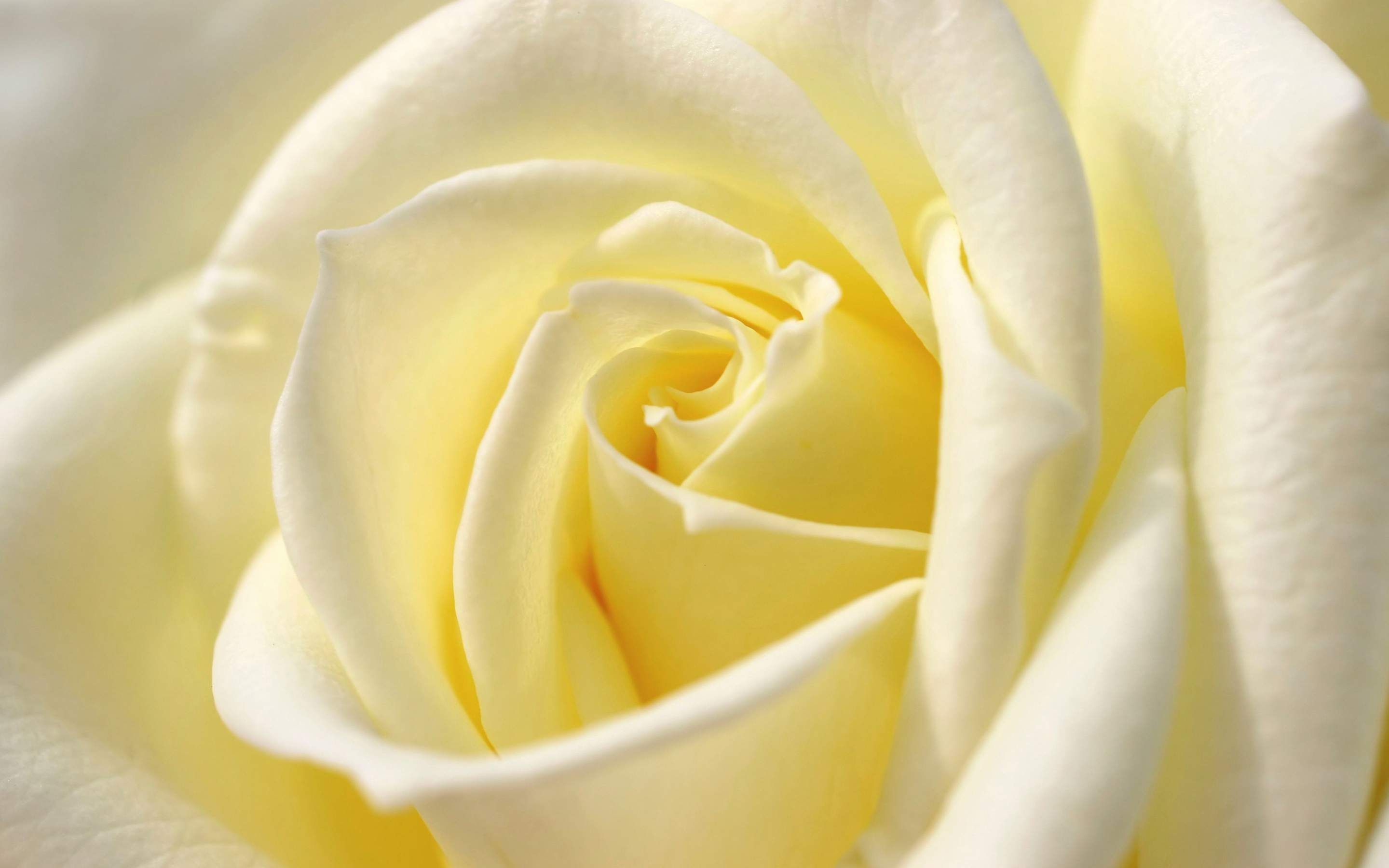 White Roses Screensaver Wallpapers