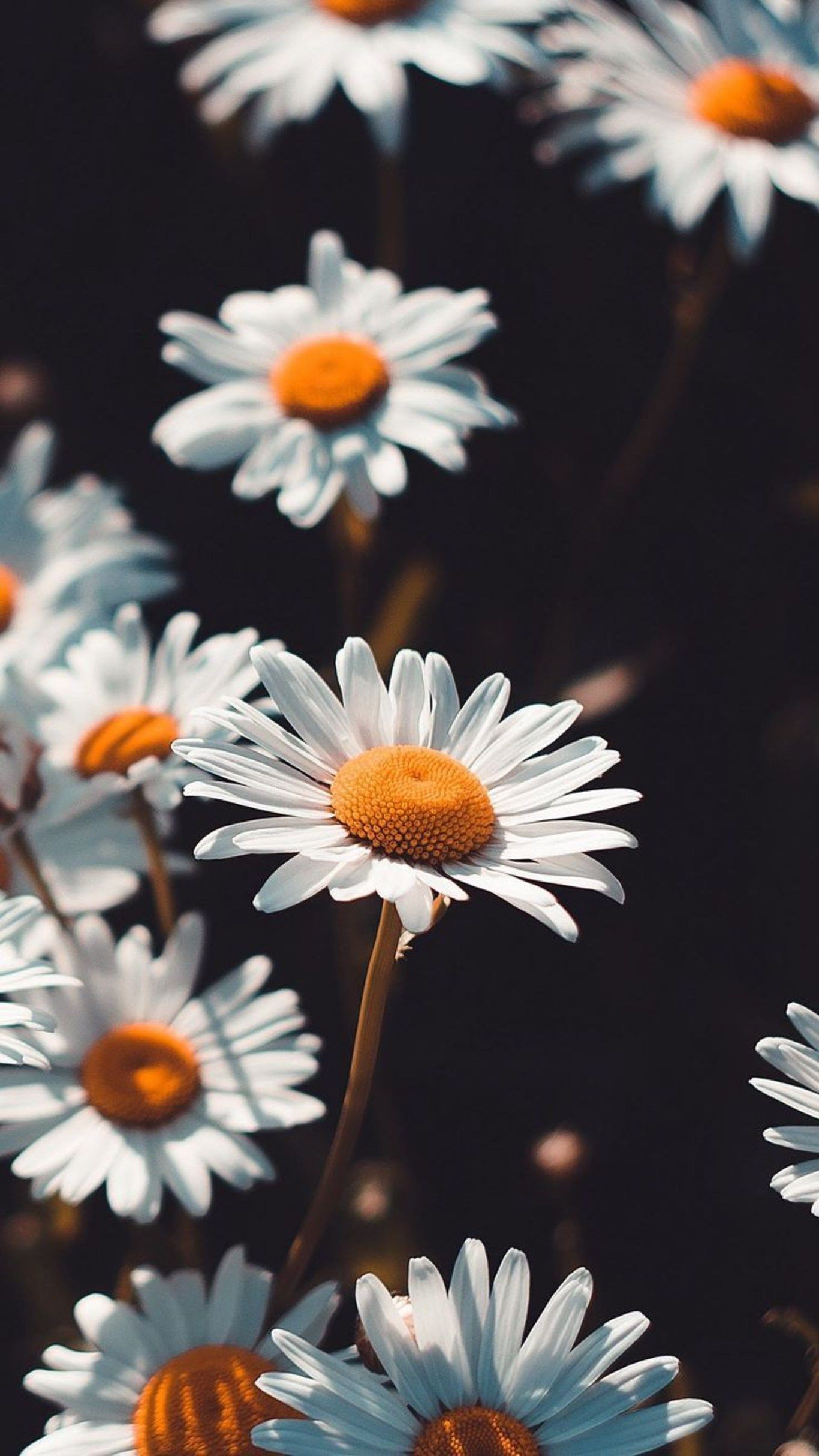 White Sunflower Wallpapers