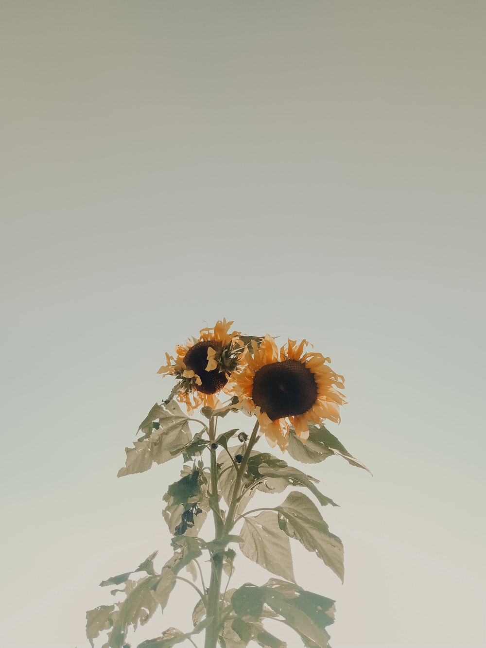 White Sunflower Wallpapers