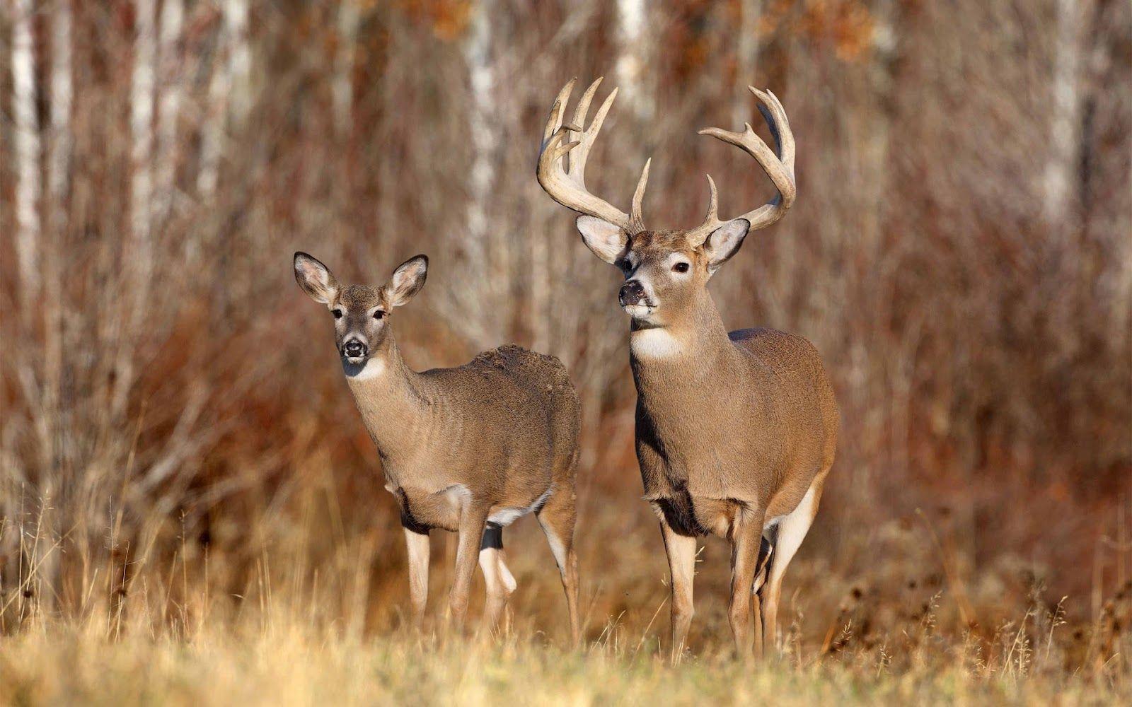 White Tailed Deer Wallpapers