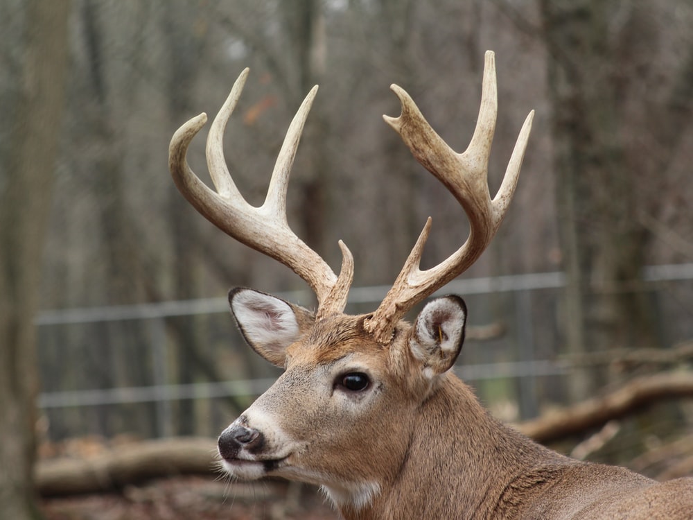 White Tailed Deer Wallpapers