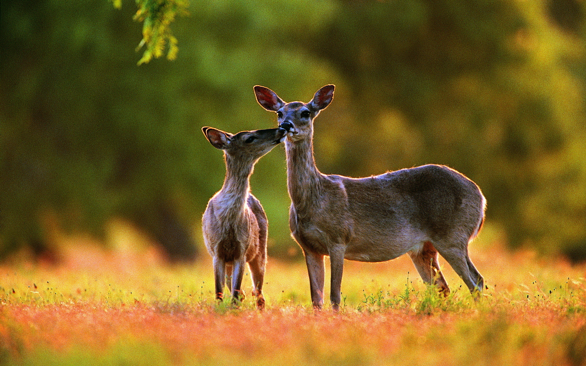 White Tailed Deer Wallpapers