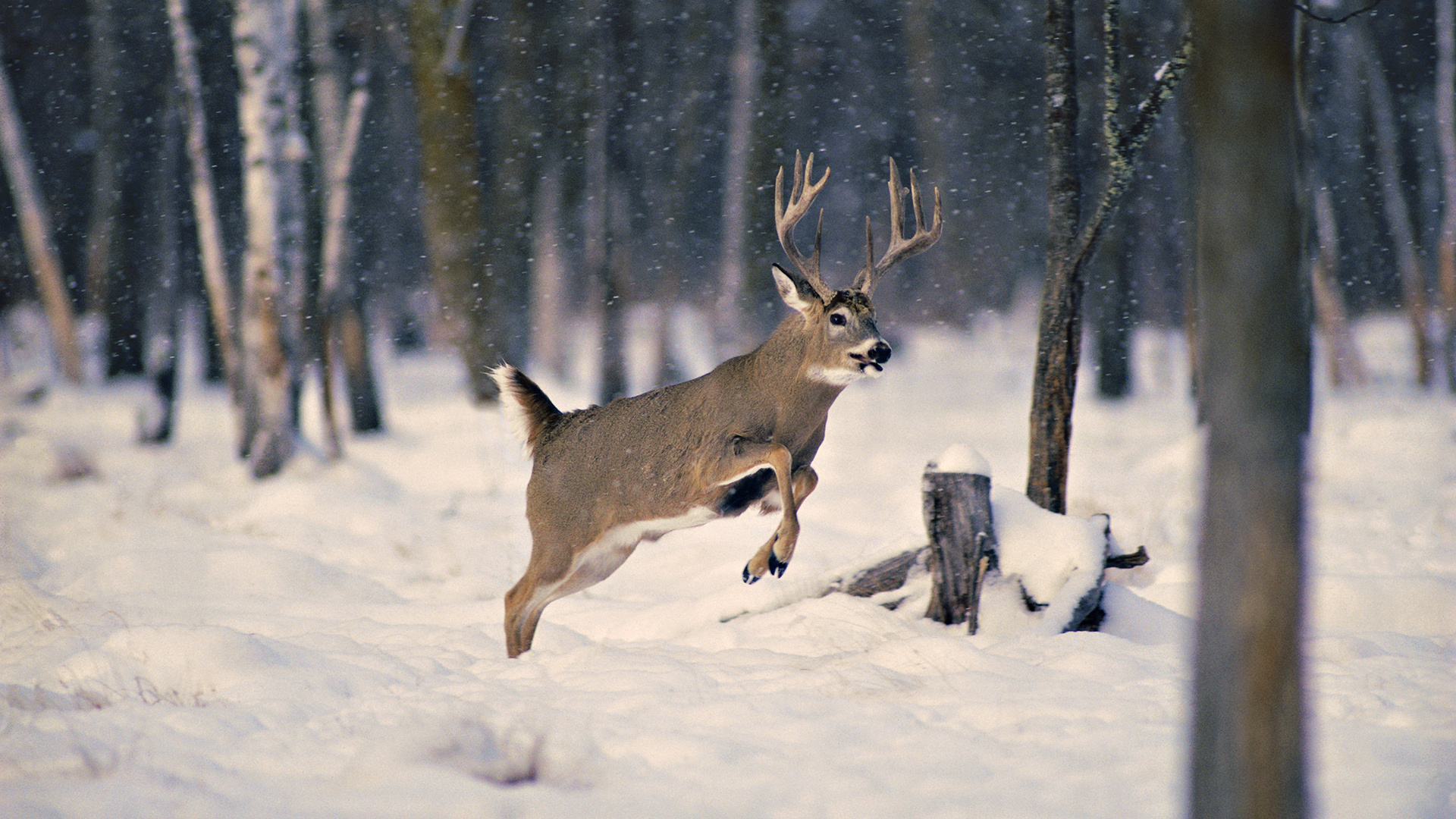 White Tailed Deer Wallpapers