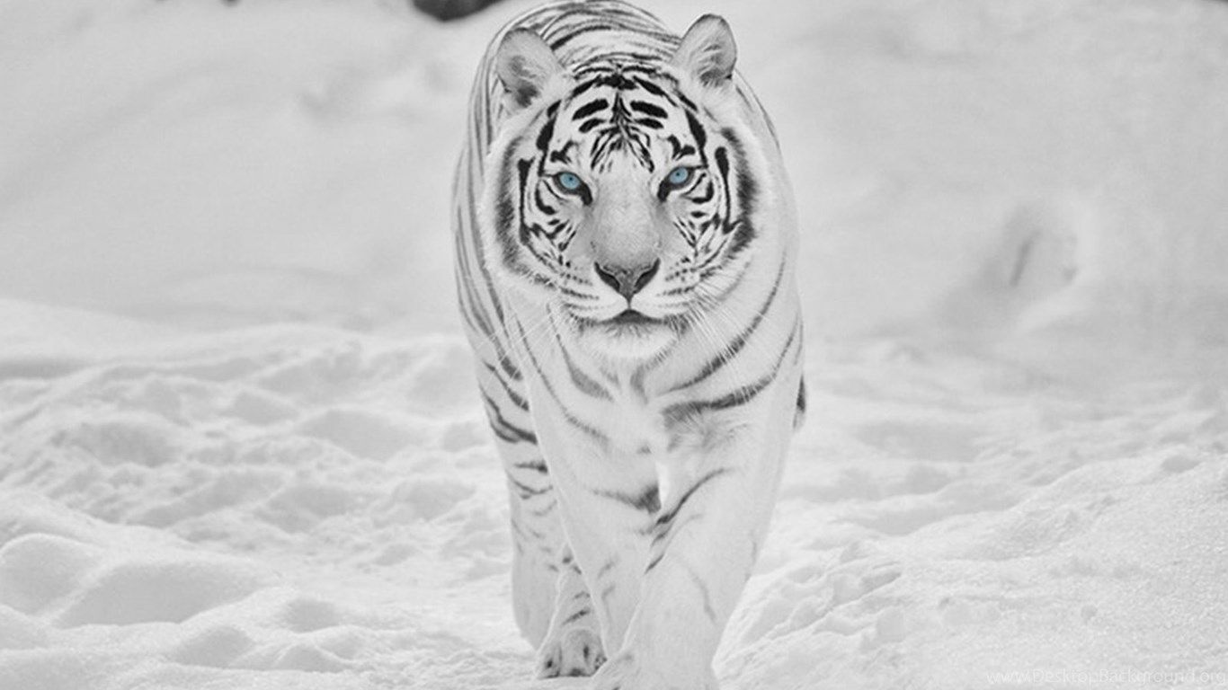 White Tiger 4K Wallpapers