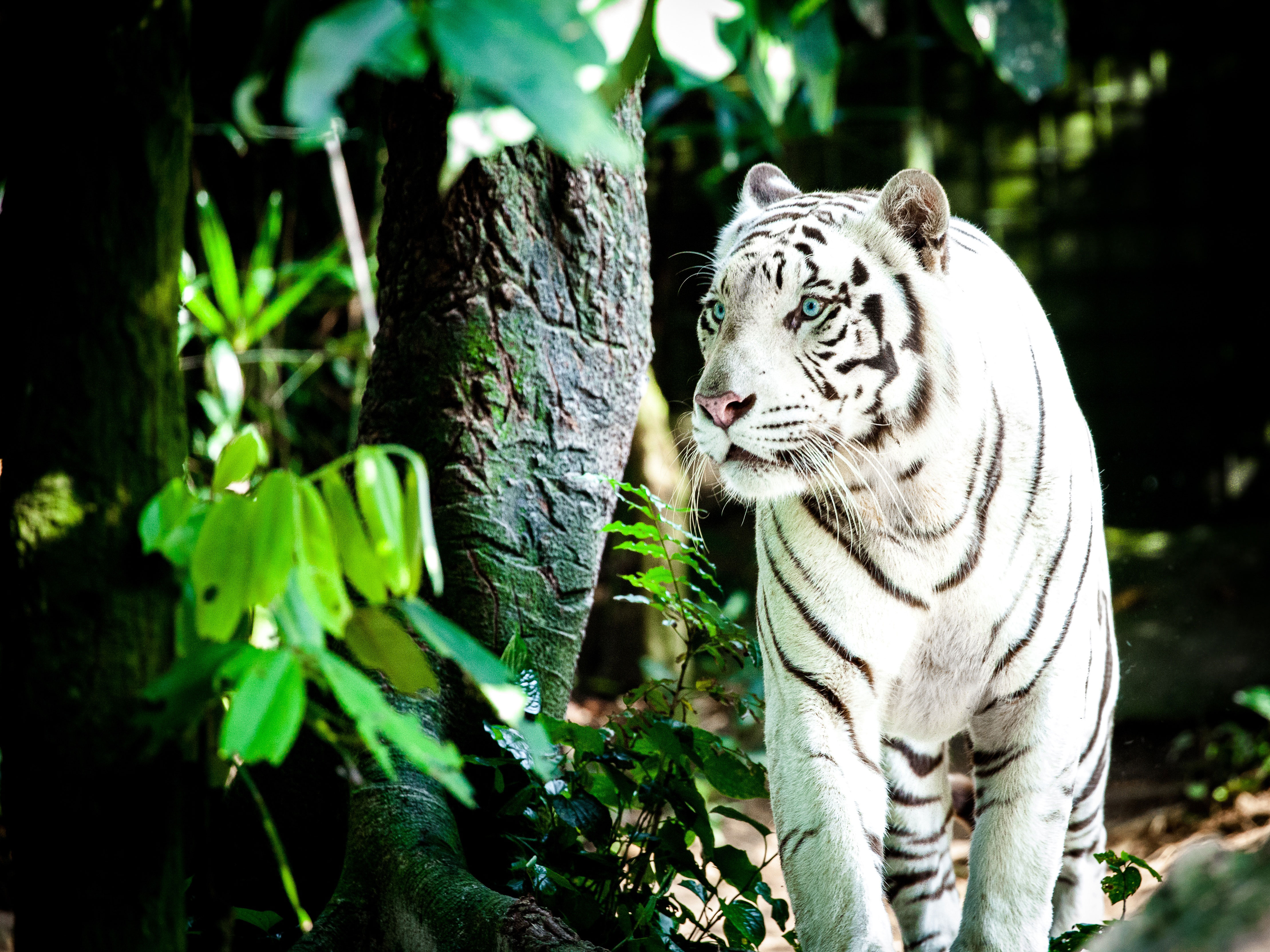 White Tiger 4K Wallpapers