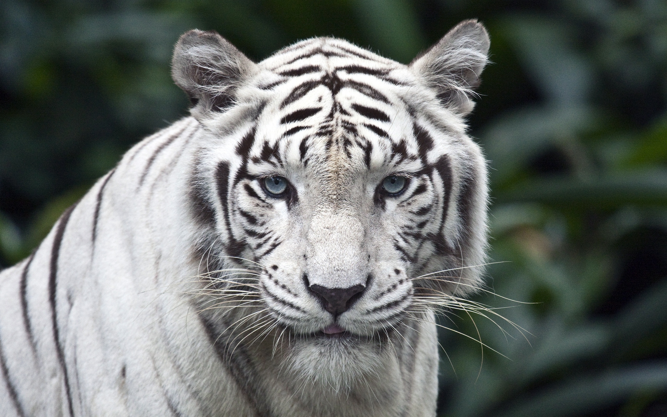 White Tiger 4K Wallpapers