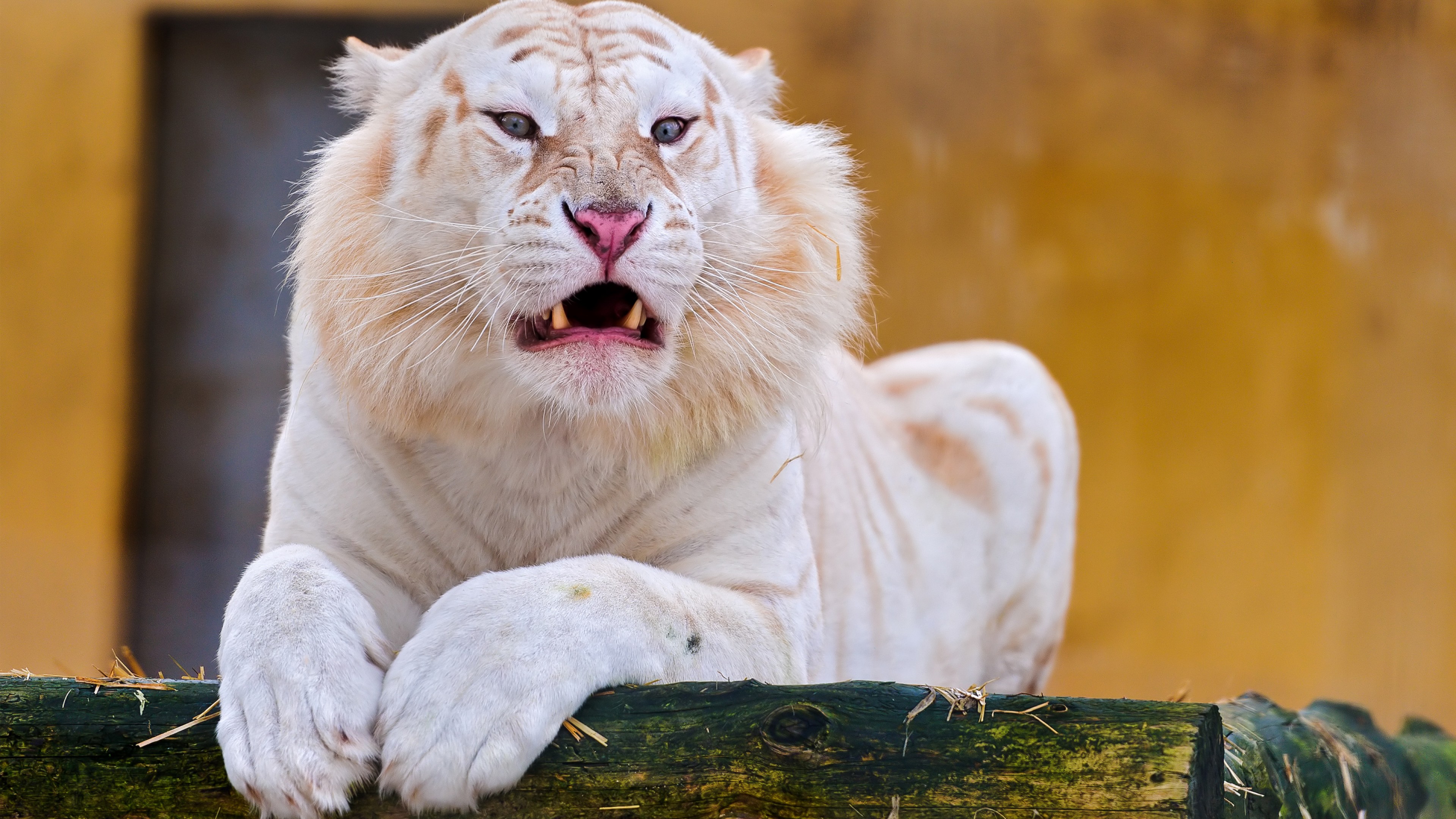 White Tiger 4K Wallpapers