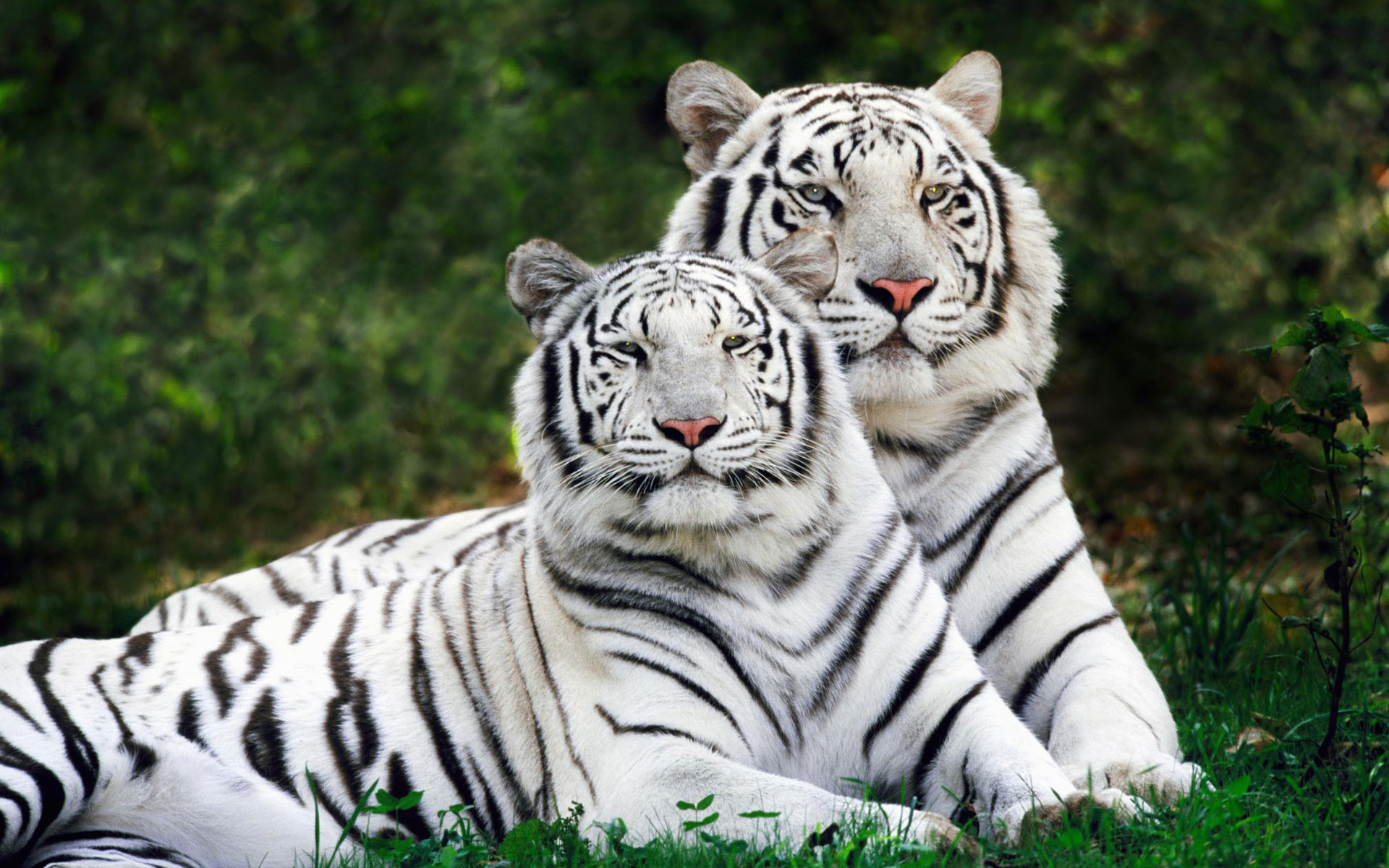 White Tiger 4K Wallpapers