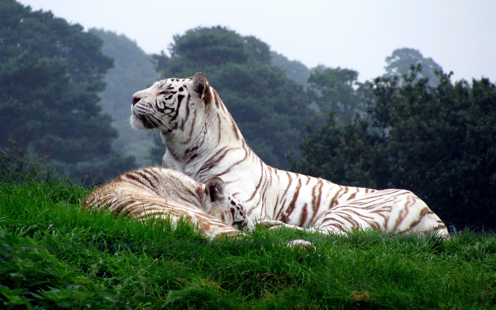 White Tiger 4K Wallpapers