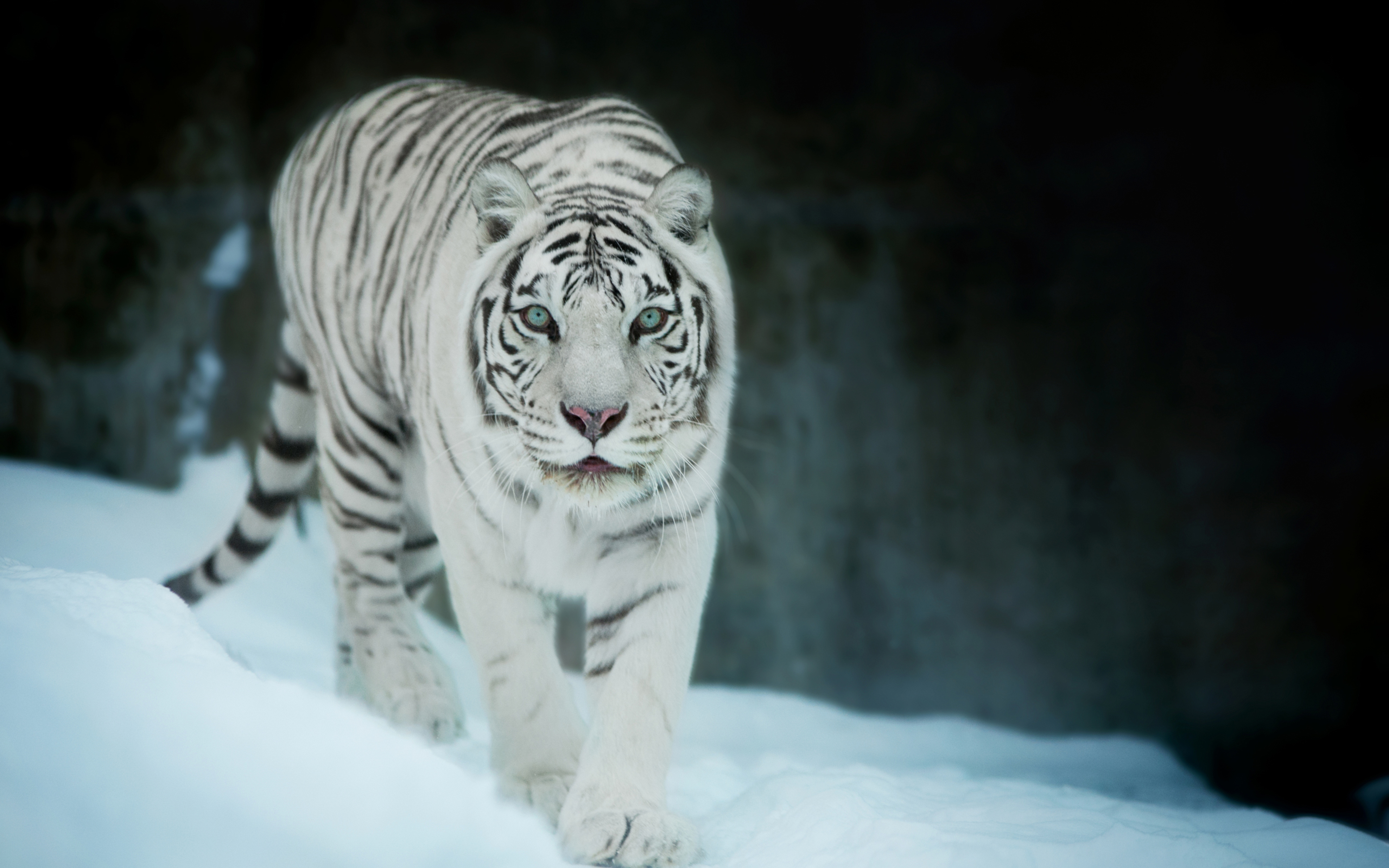 White Tiger 4K Wallpapers