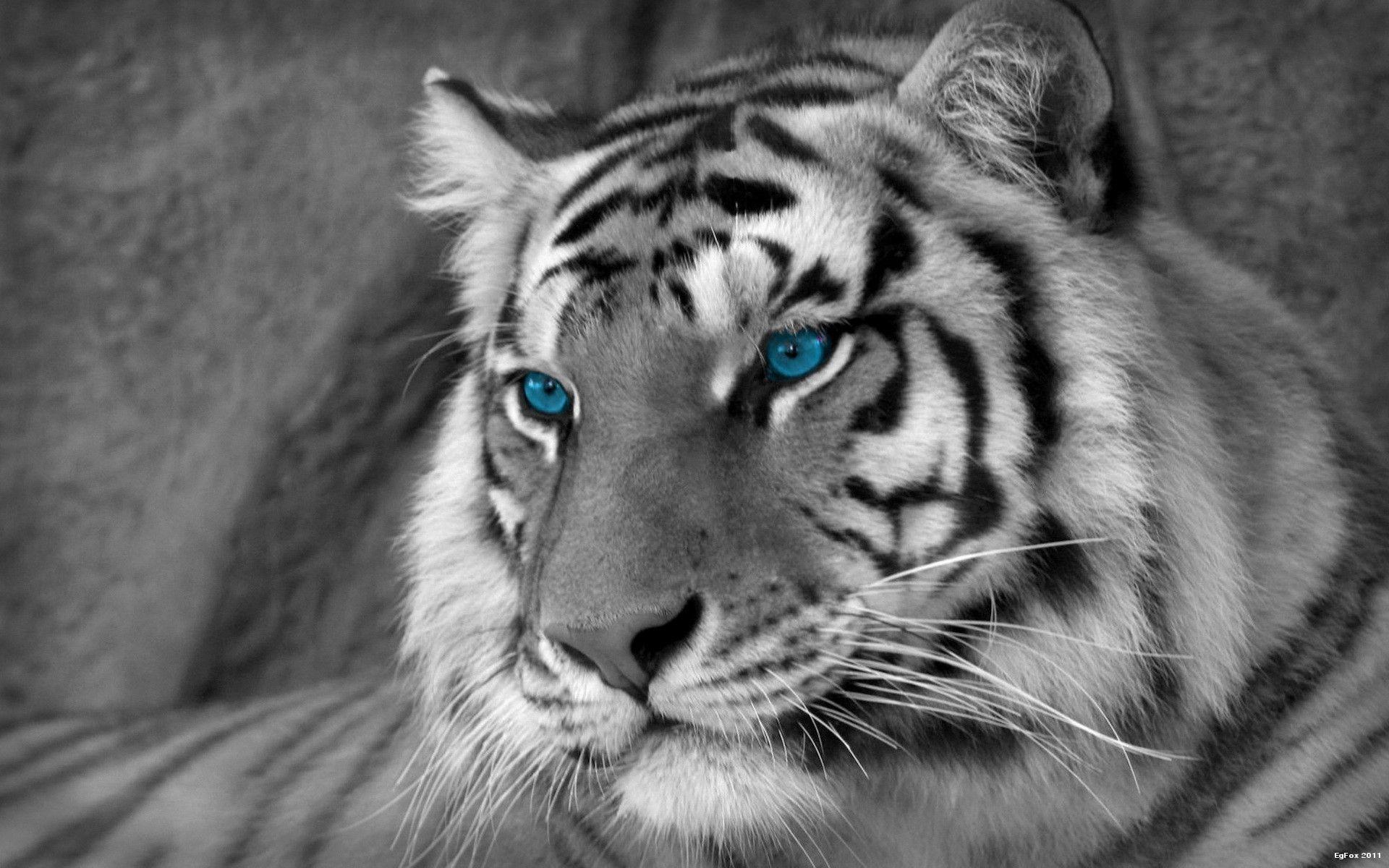 White Tiger 4K Wallpapers