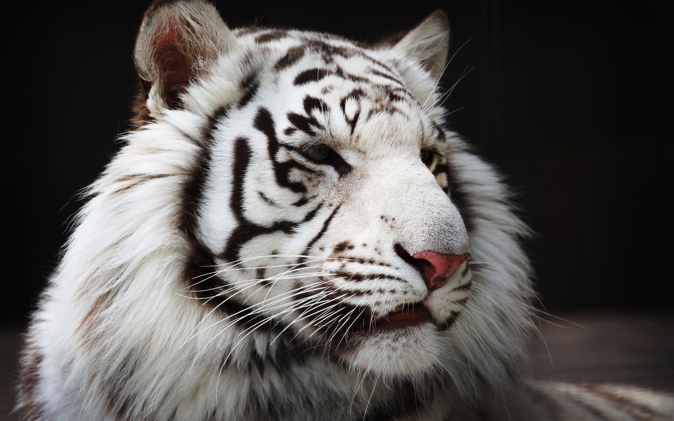 White Tiger 4K Wallpapers