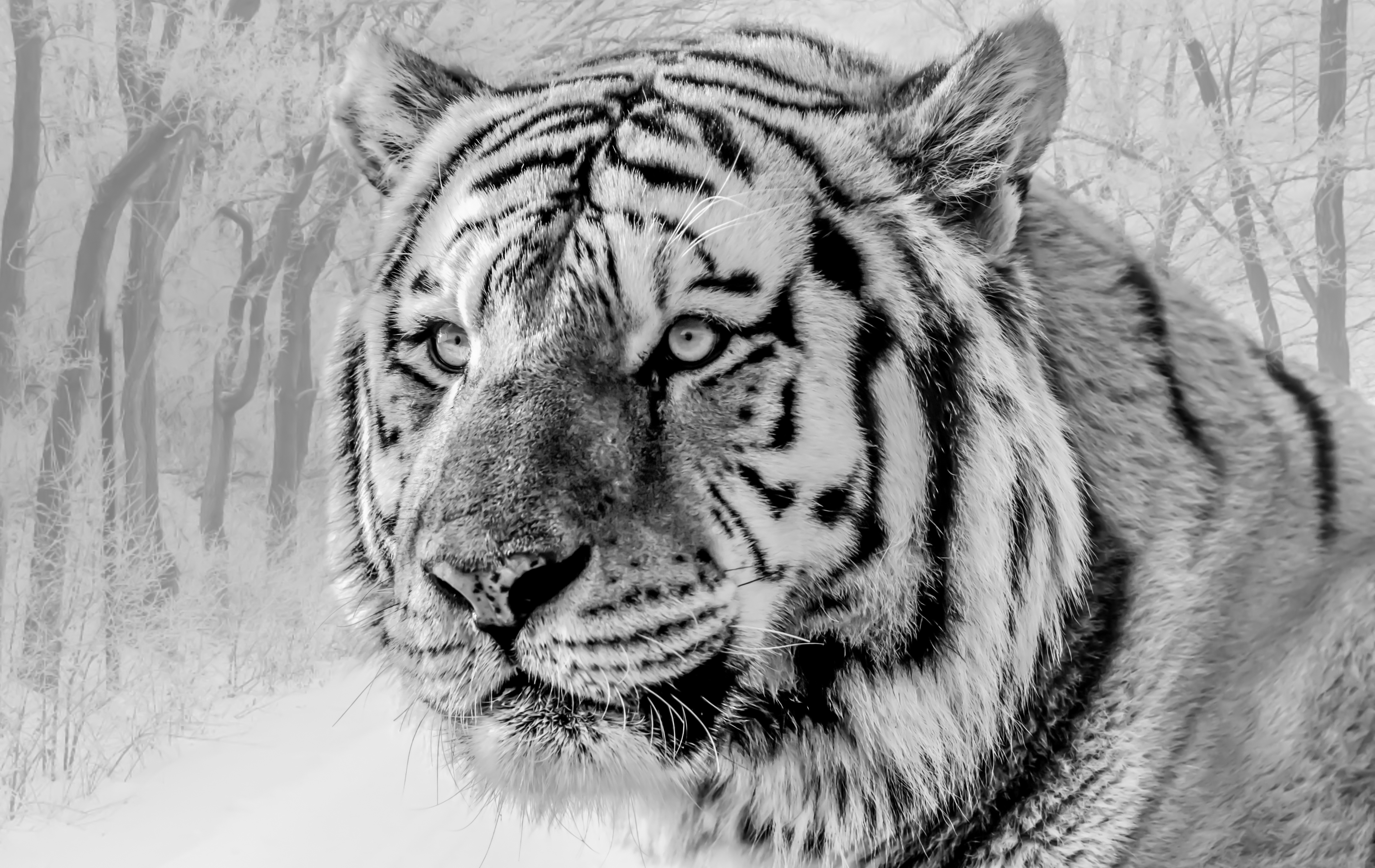 White Tiger 4K Wallpapers