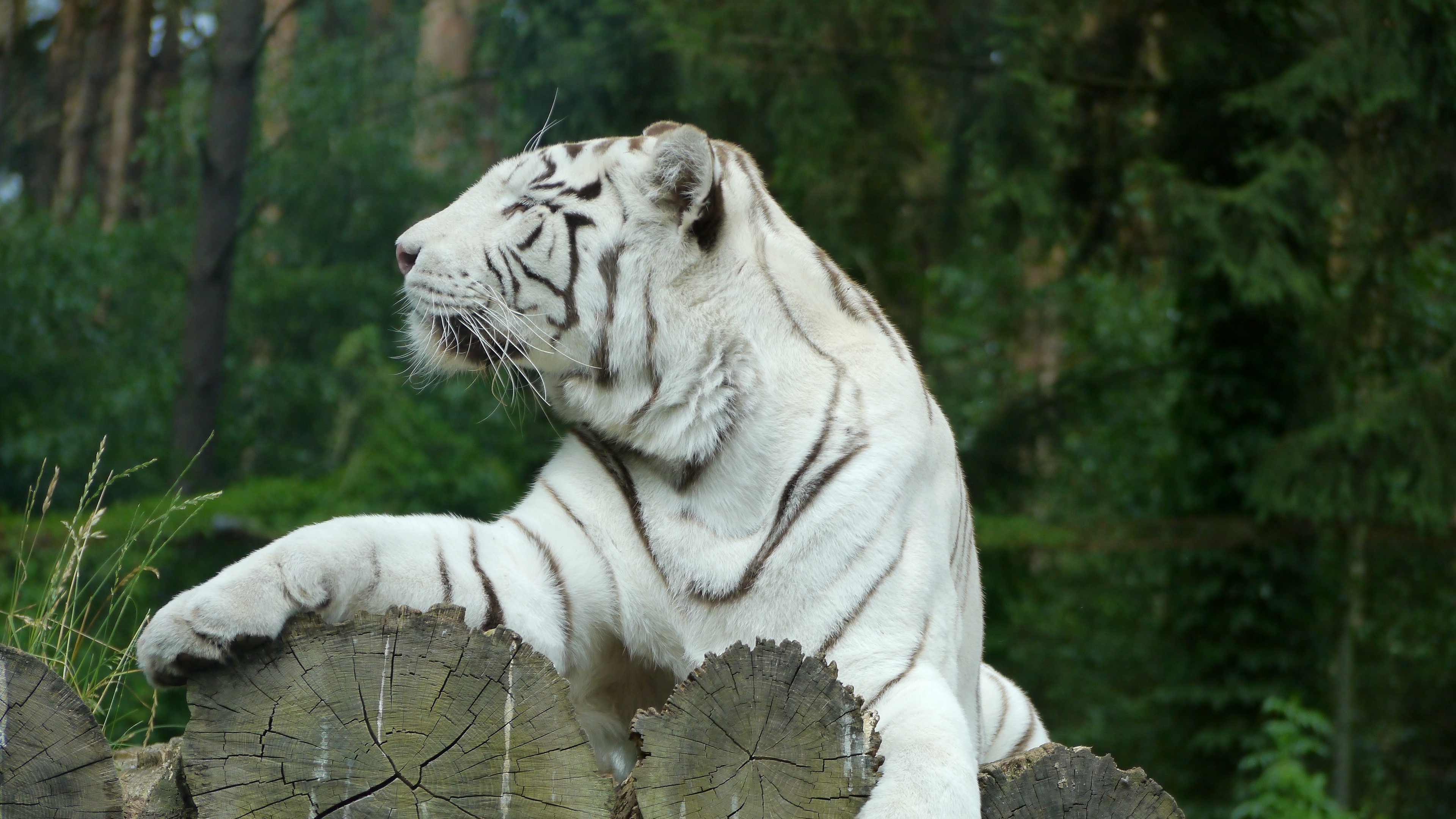 White Tiger 4K Wallpapers