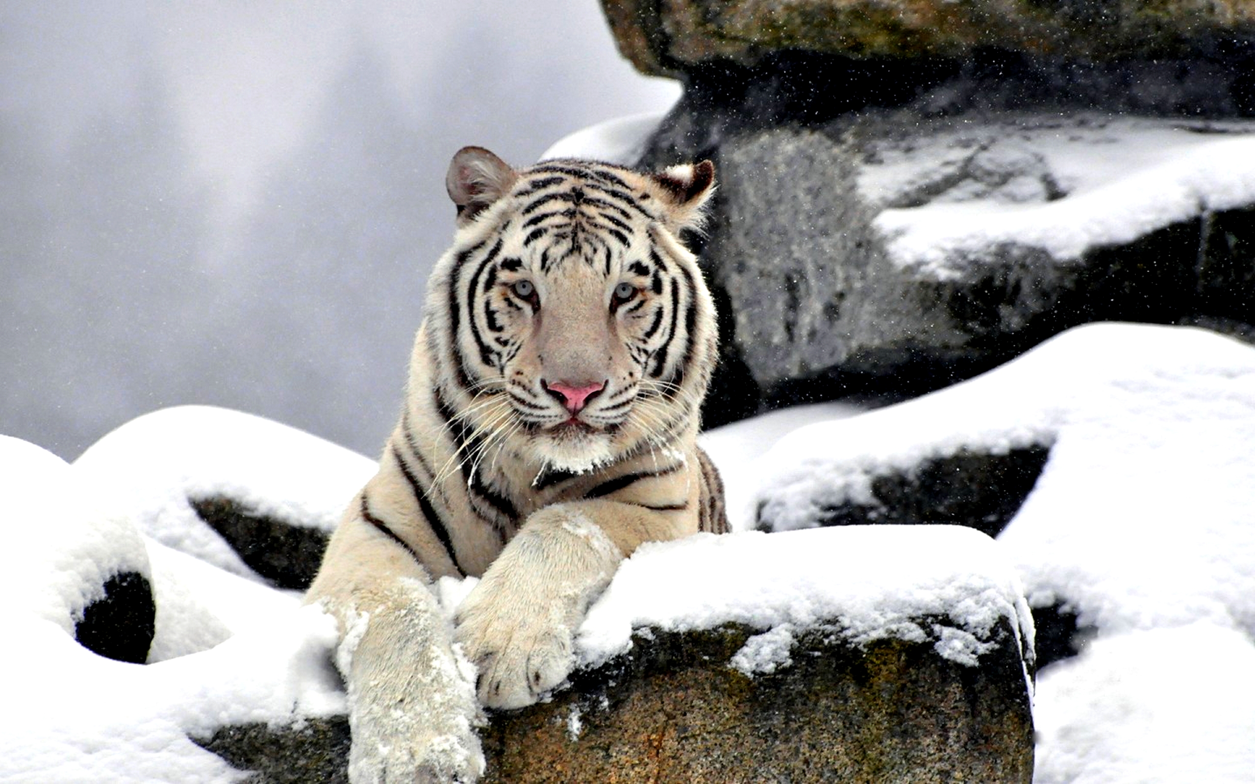 White Tiger 4K Wallpapers