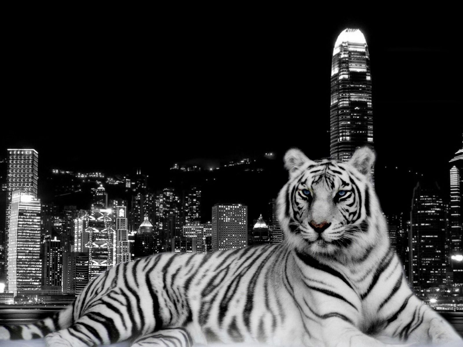 White Tiger 4K Wallpapers