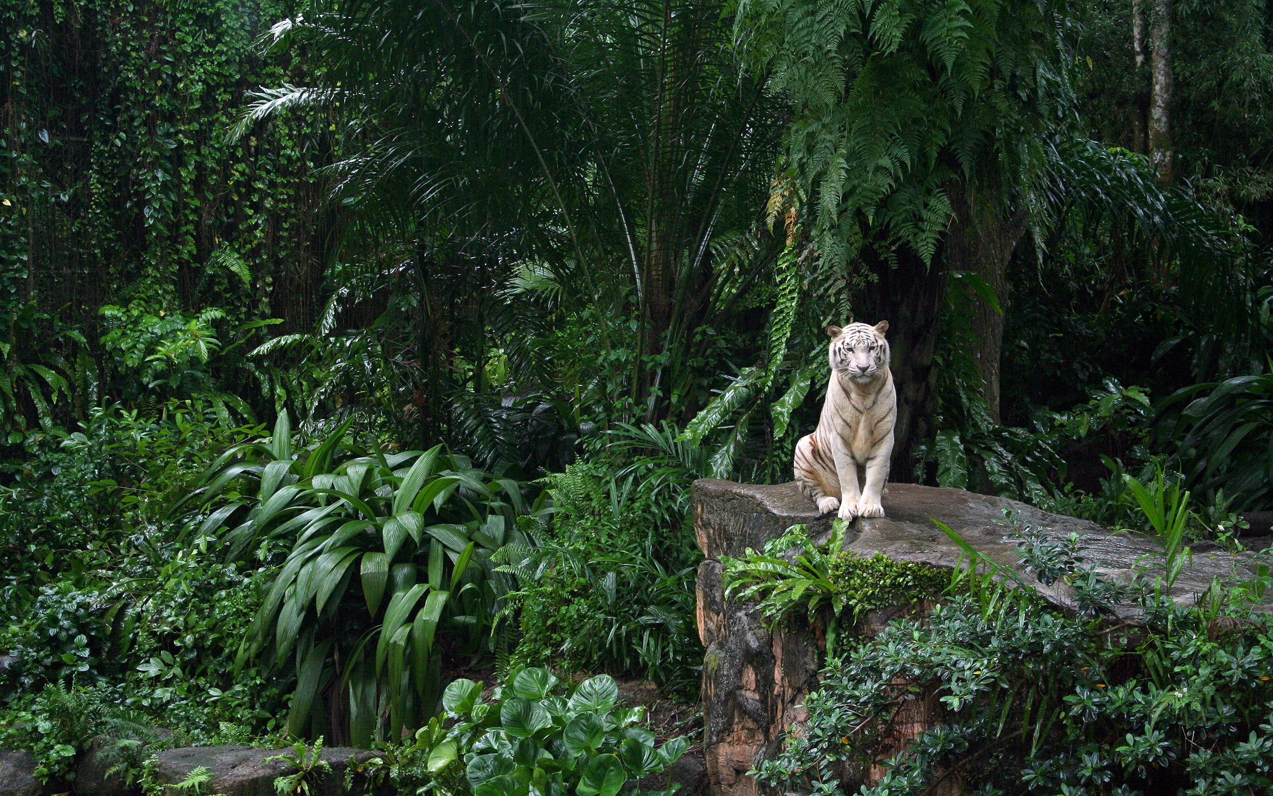 White Tiger 4K Wallpapers