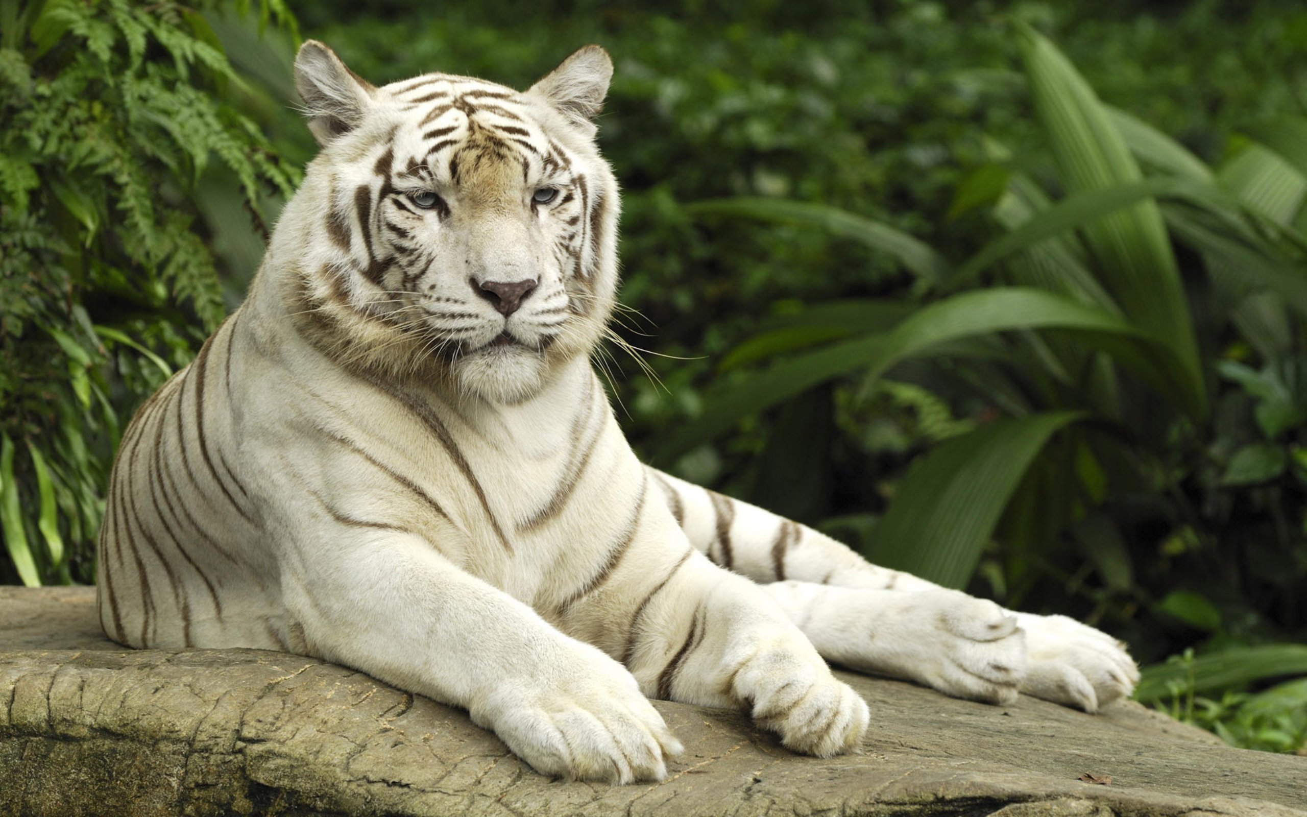 White Tiger 4K Wallpapers