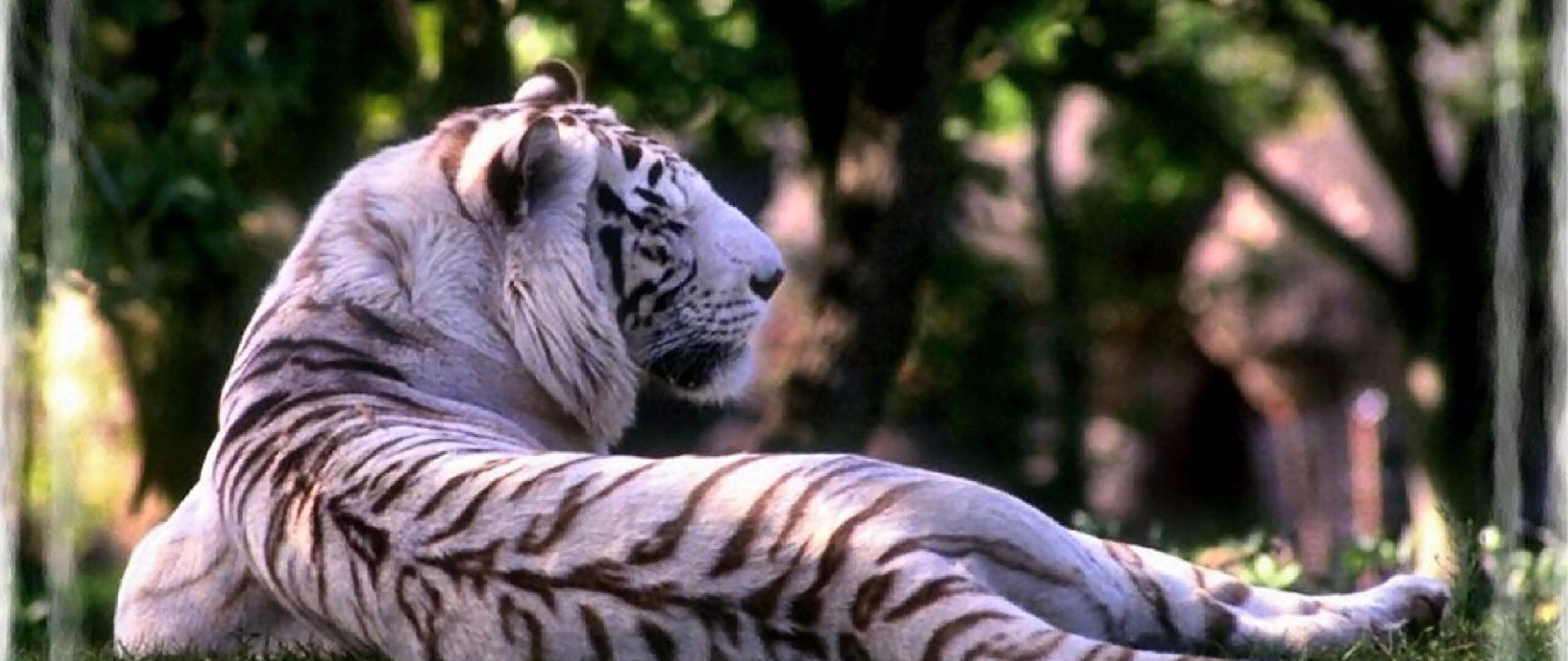 White Tiger 4K Wallpapers