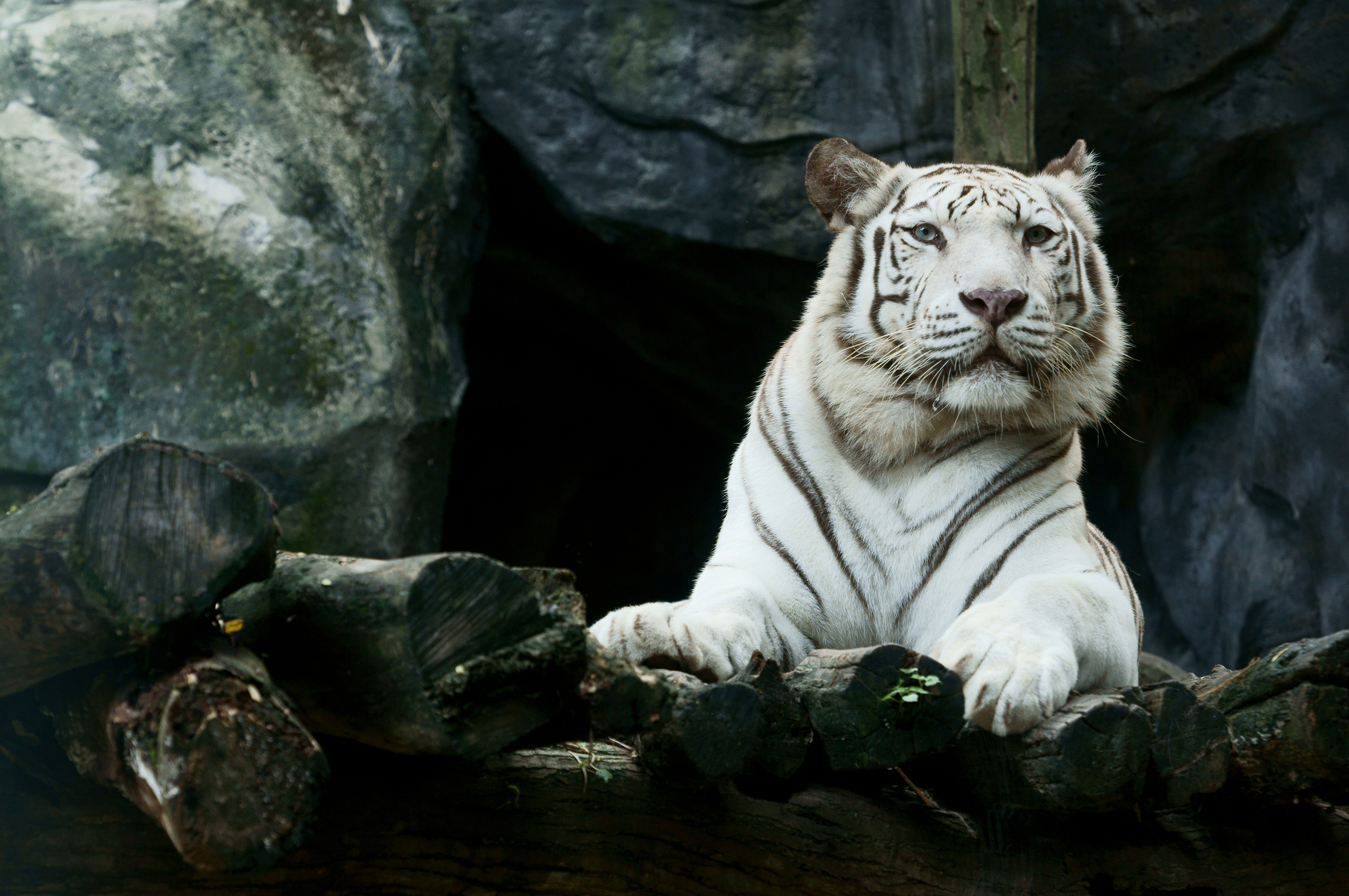 White Tiger 4K Wallpapers