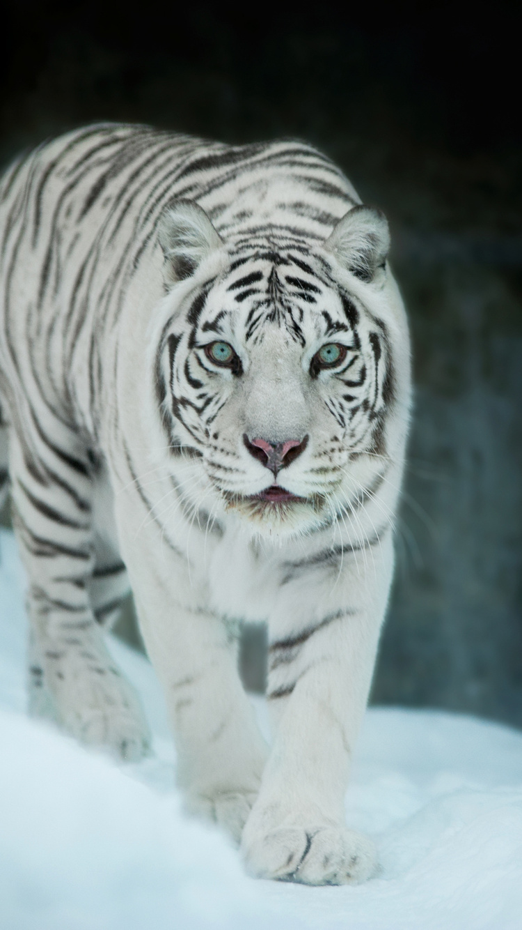 White Tiger Iphone Wallpapers