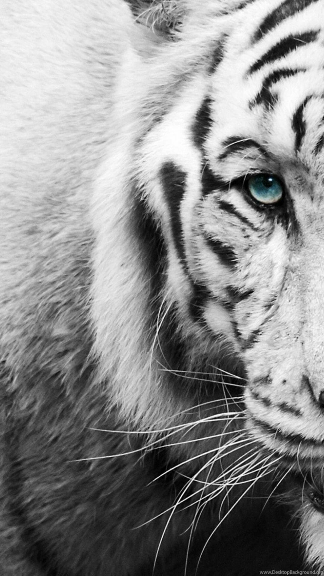 White Tiger Iphone Wallpapers