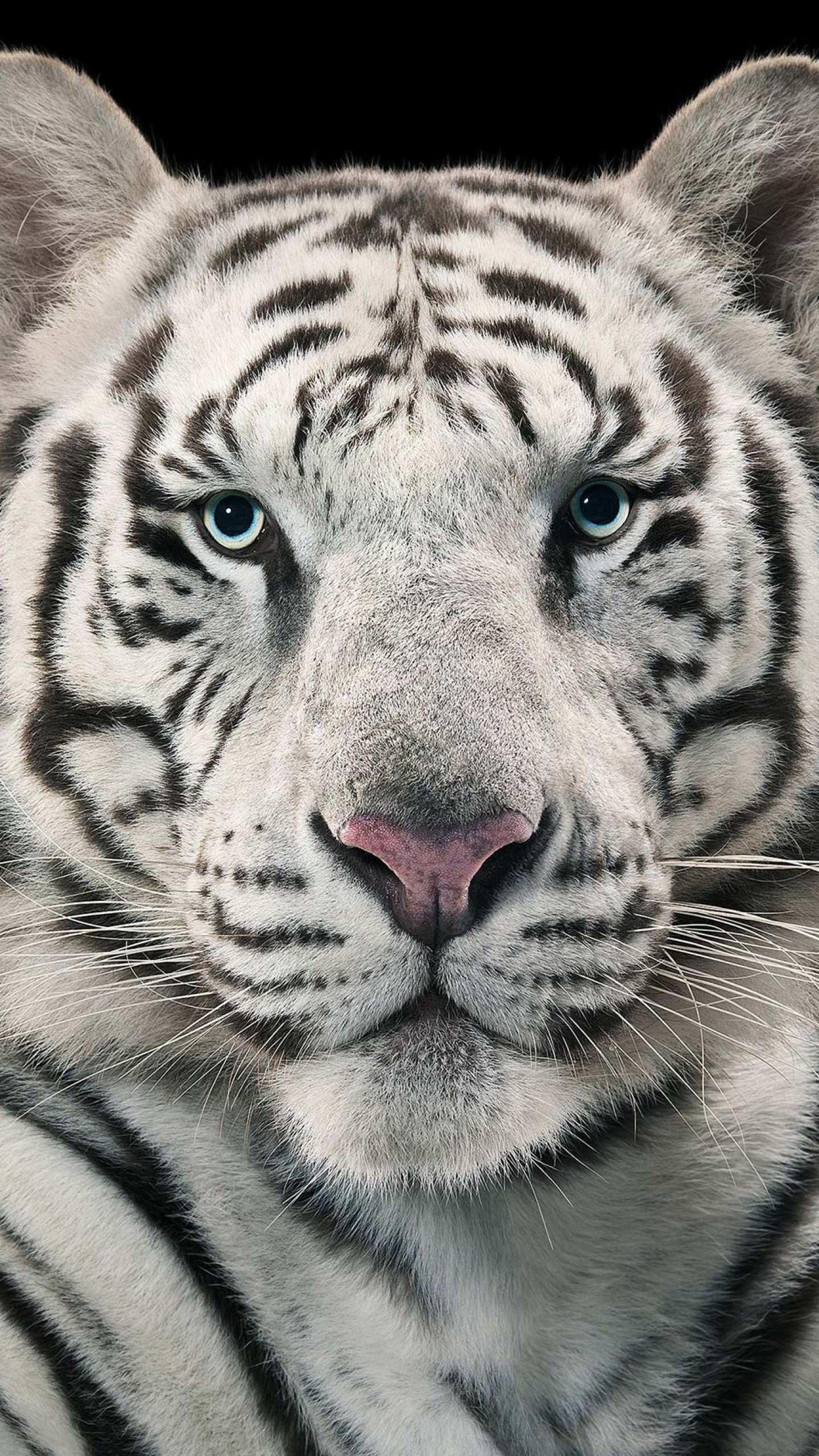 White Tiger Iphone Wallpapers