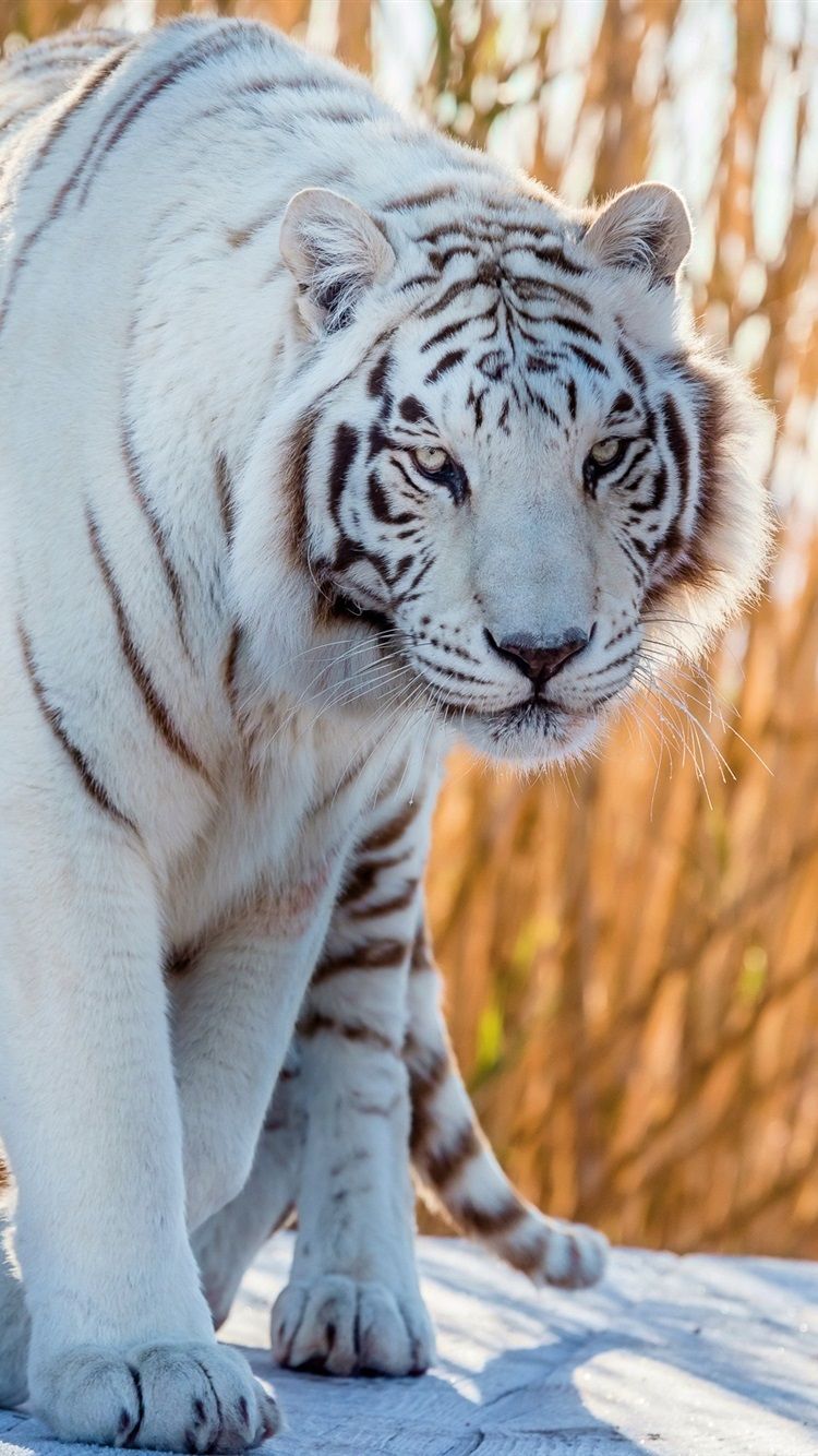 White Tiger Iphone Wallpapers