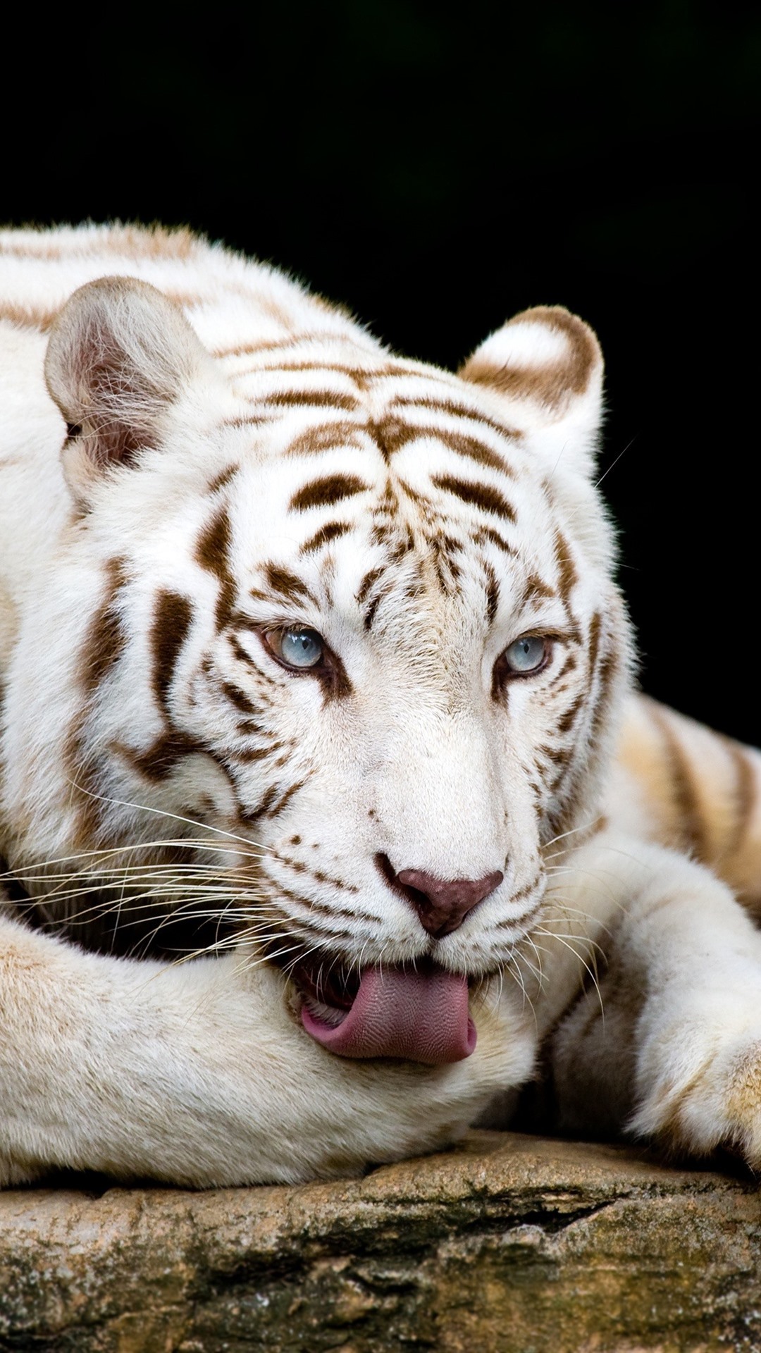 White Tiger Iphone Wallpapers