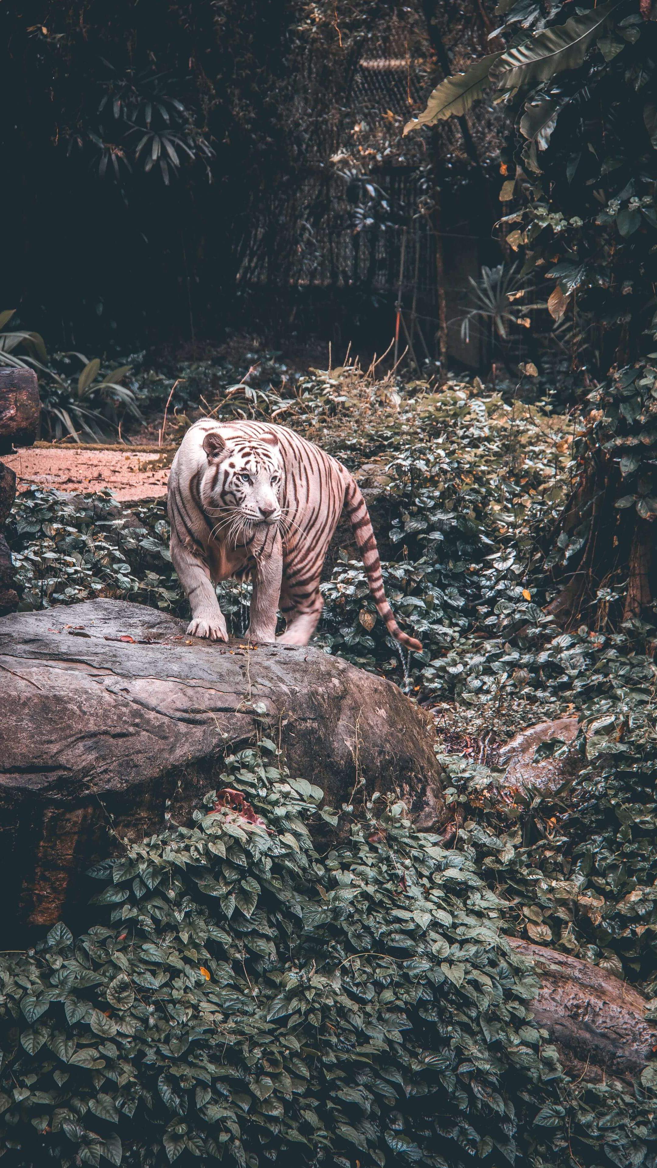 White Tiger Iphone Wallpapers