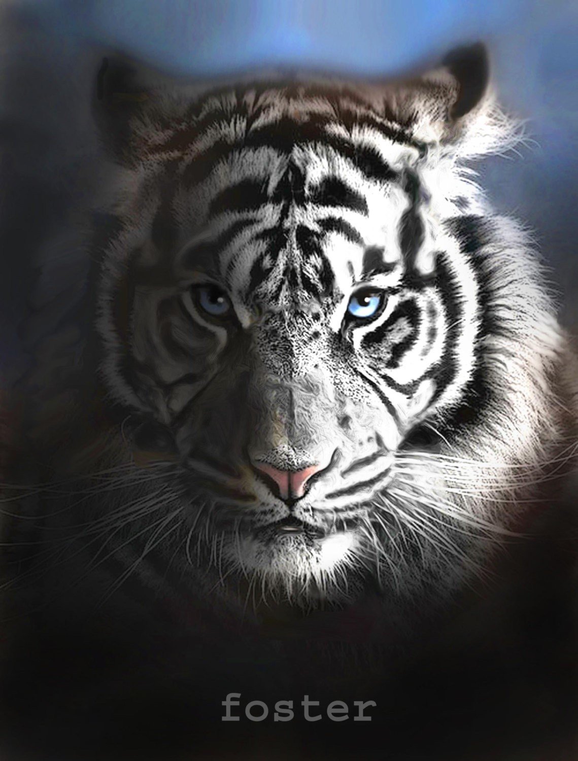 White Tiger Iphone Wallpapers