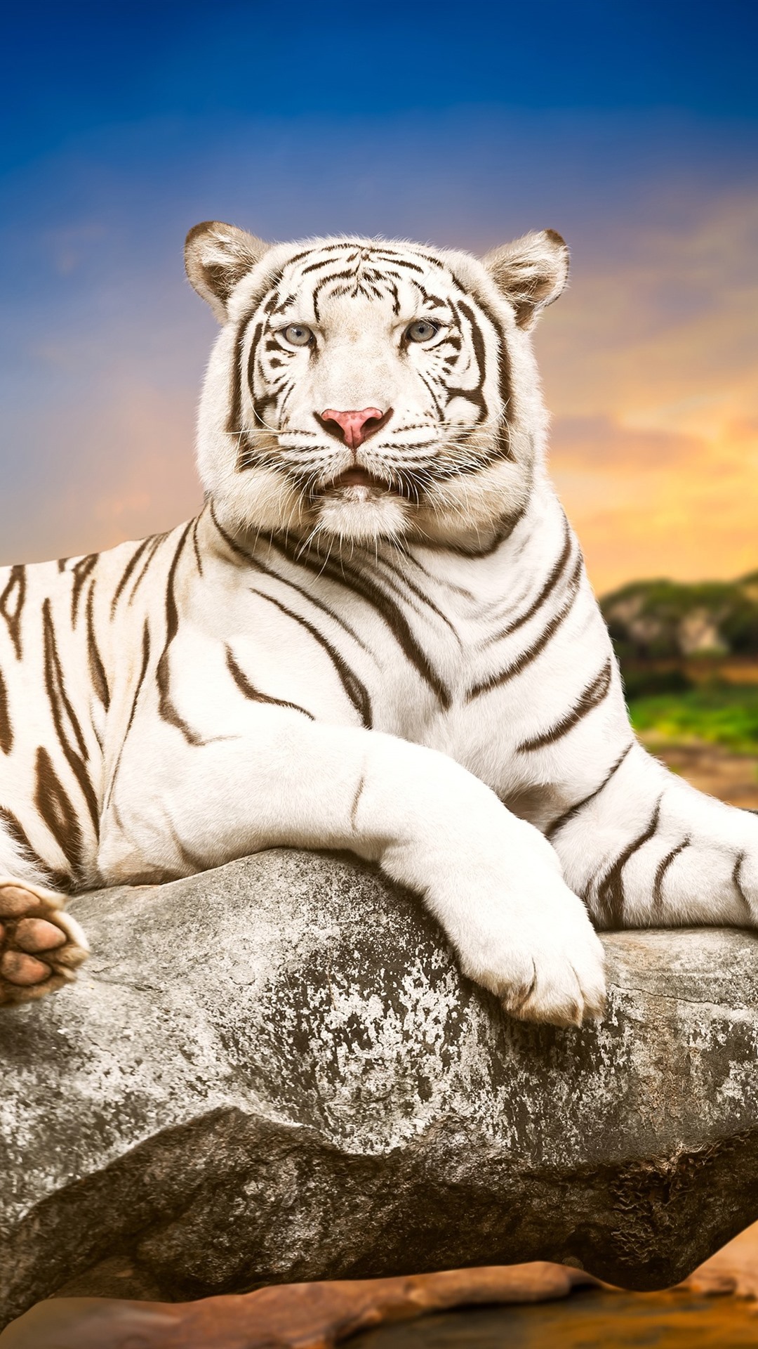 White Tiger Iphone Wallpapers