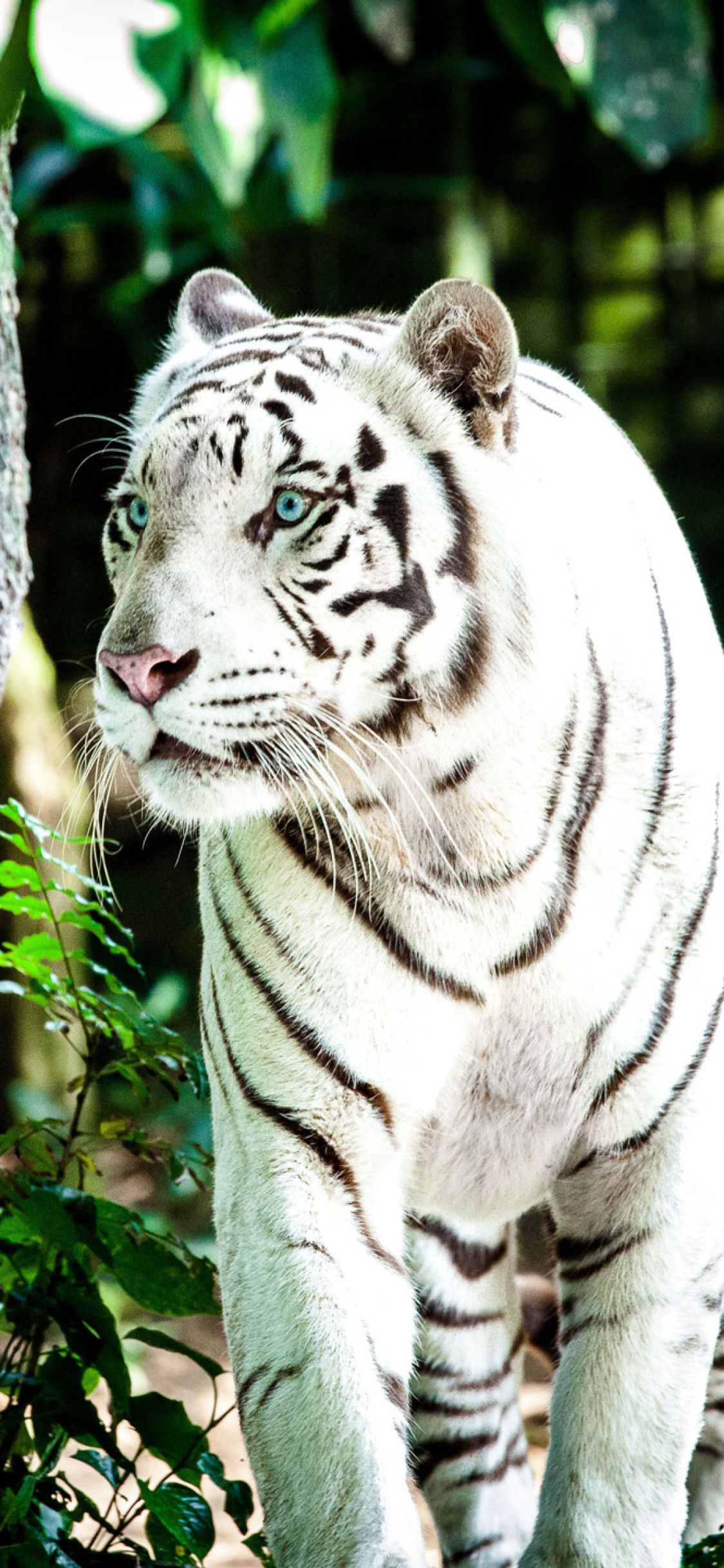 White Tiger Iphone Wallpapers