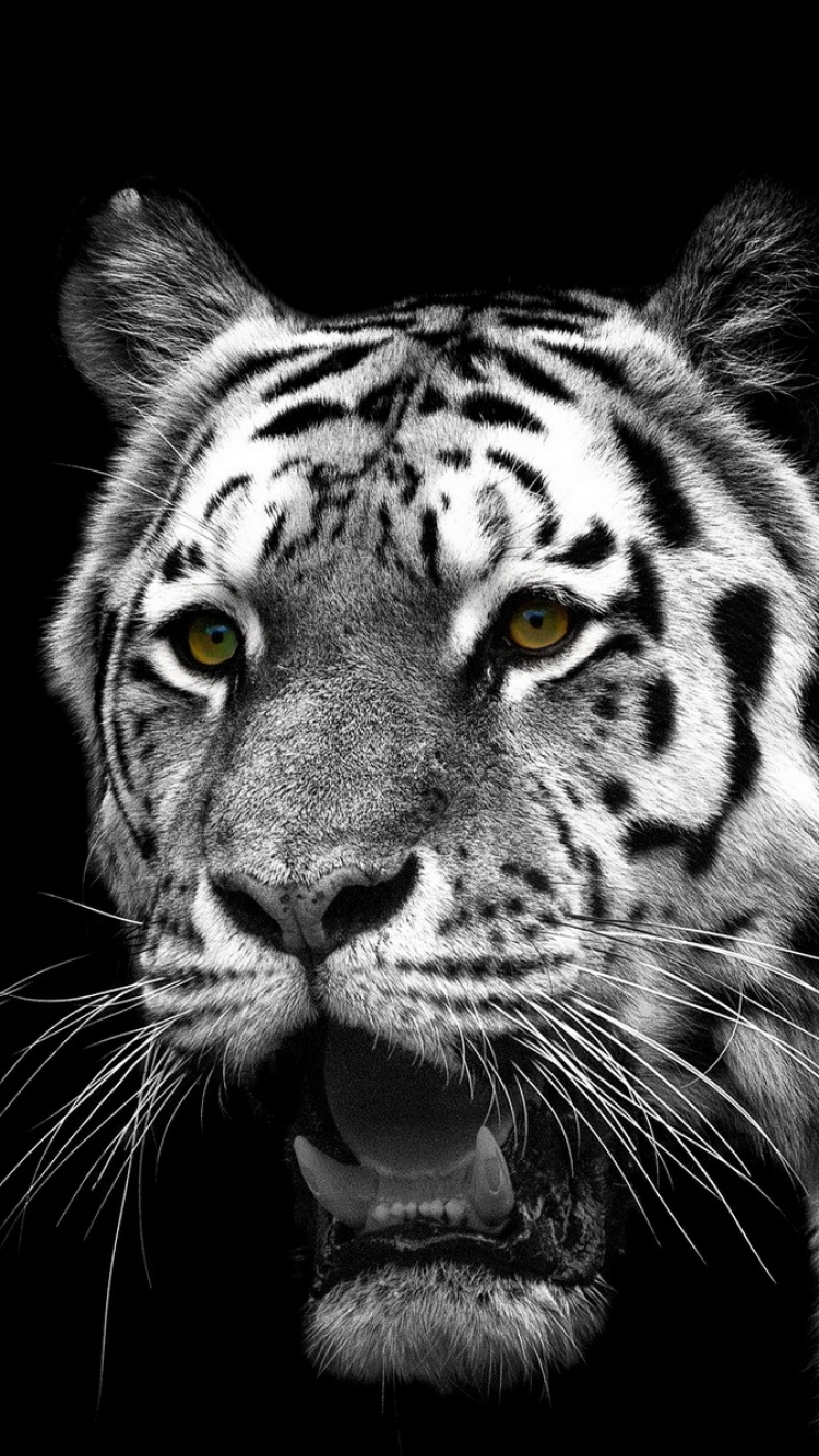 White Tiger Iphone Wallpapers