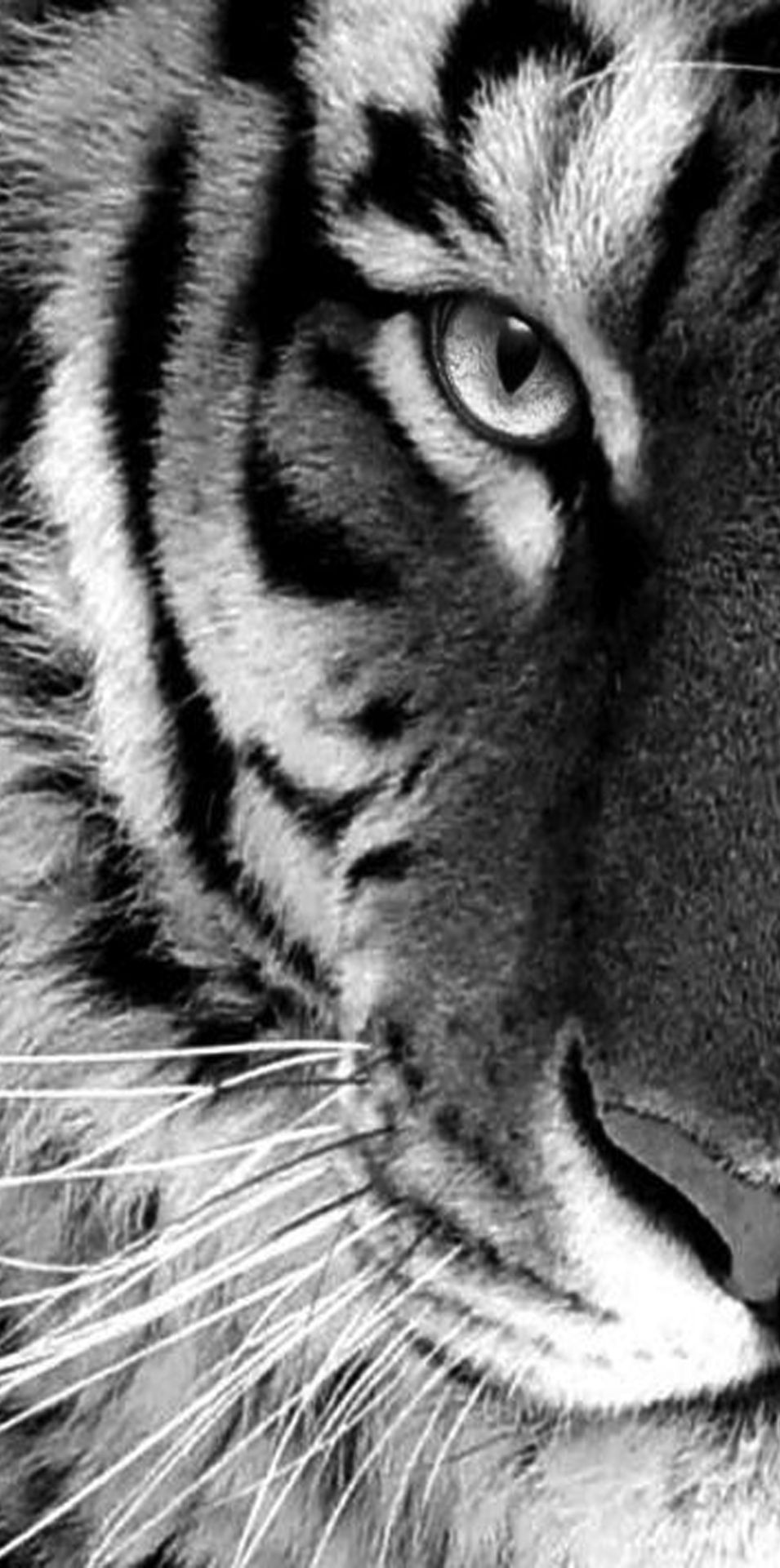 White Tiger Iphone Wallpapers