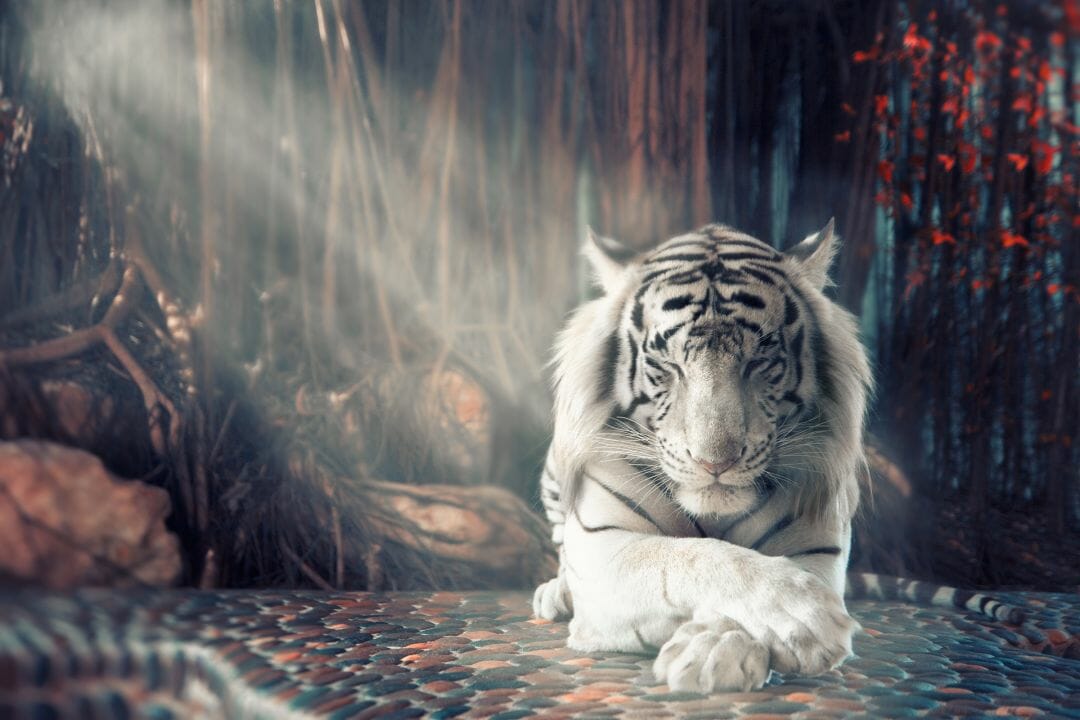 White Tiger Iphone Wallpapers