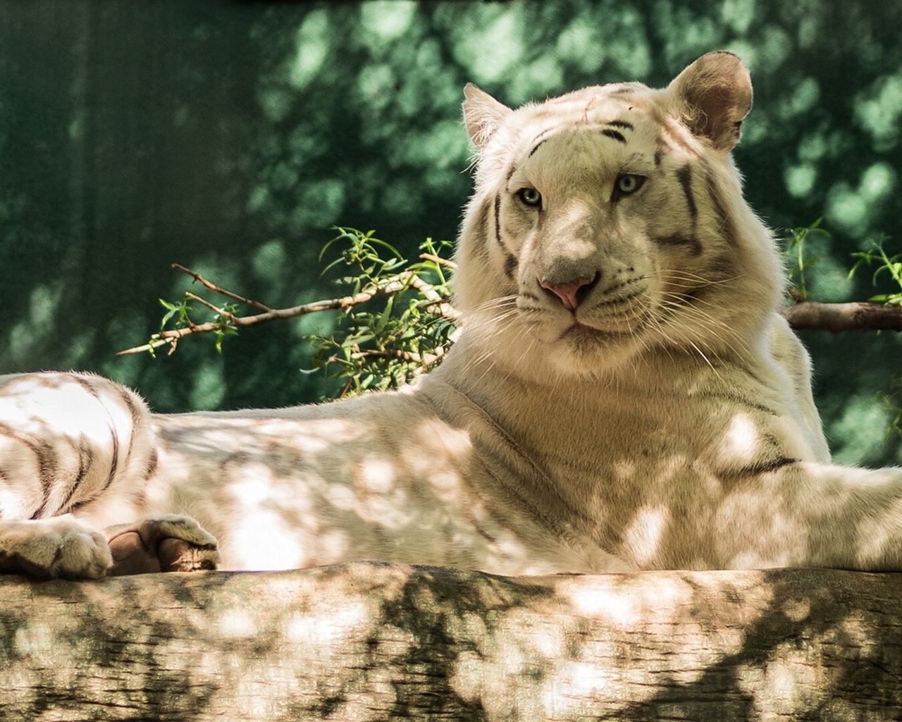 White Tiger Iphone Wallpapers