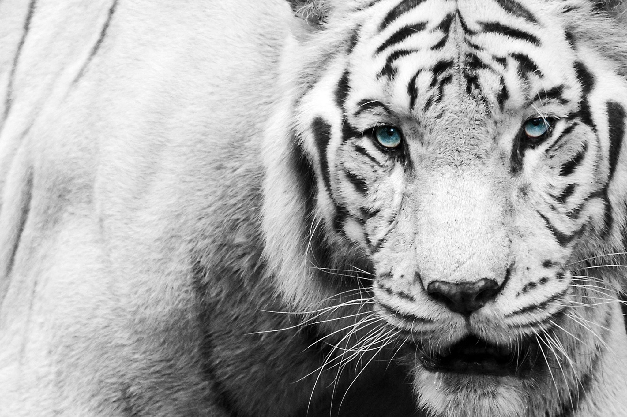 White Tiger Iphone Wallpapers