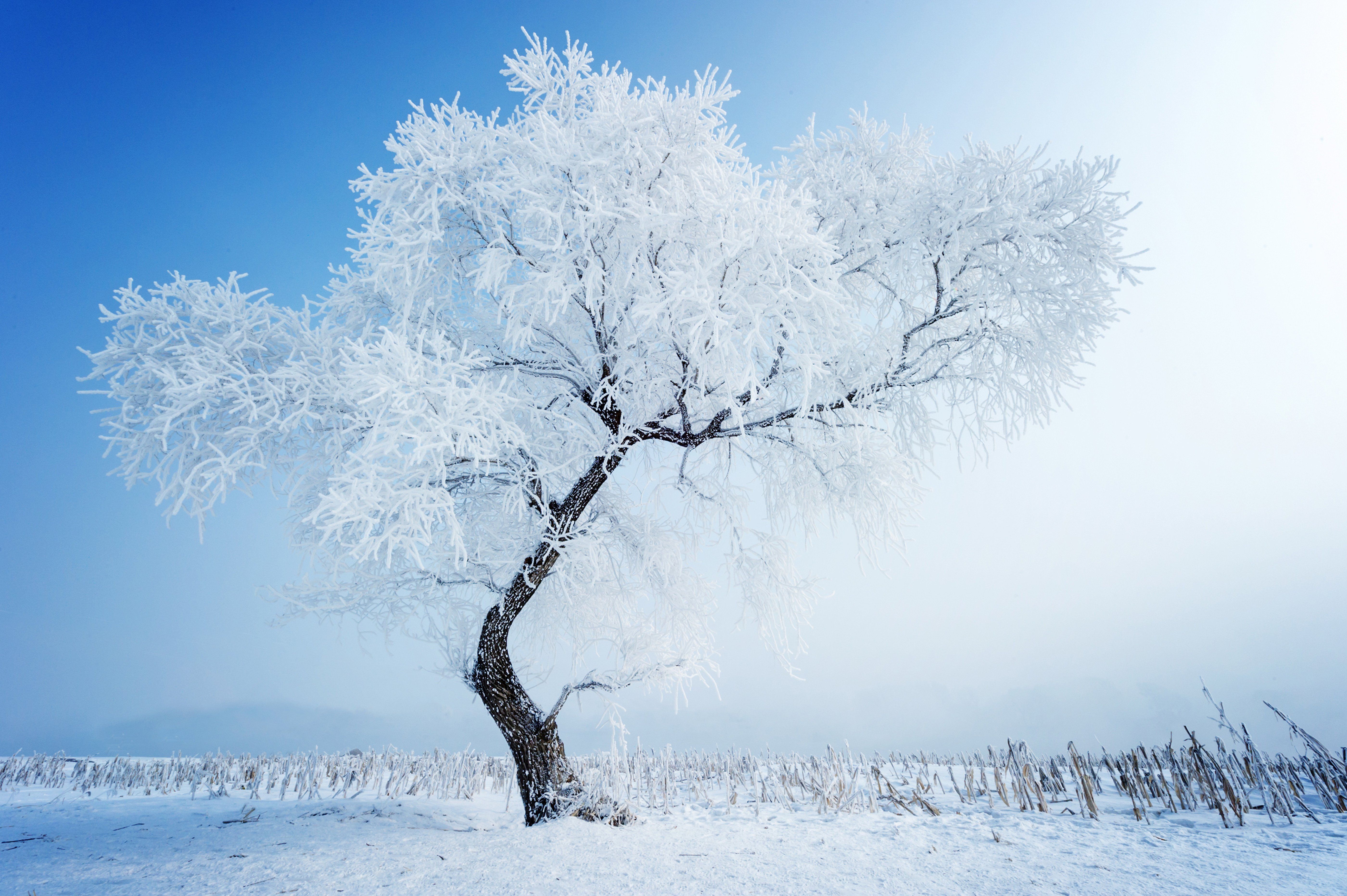 White Tree Snow Wallpapers