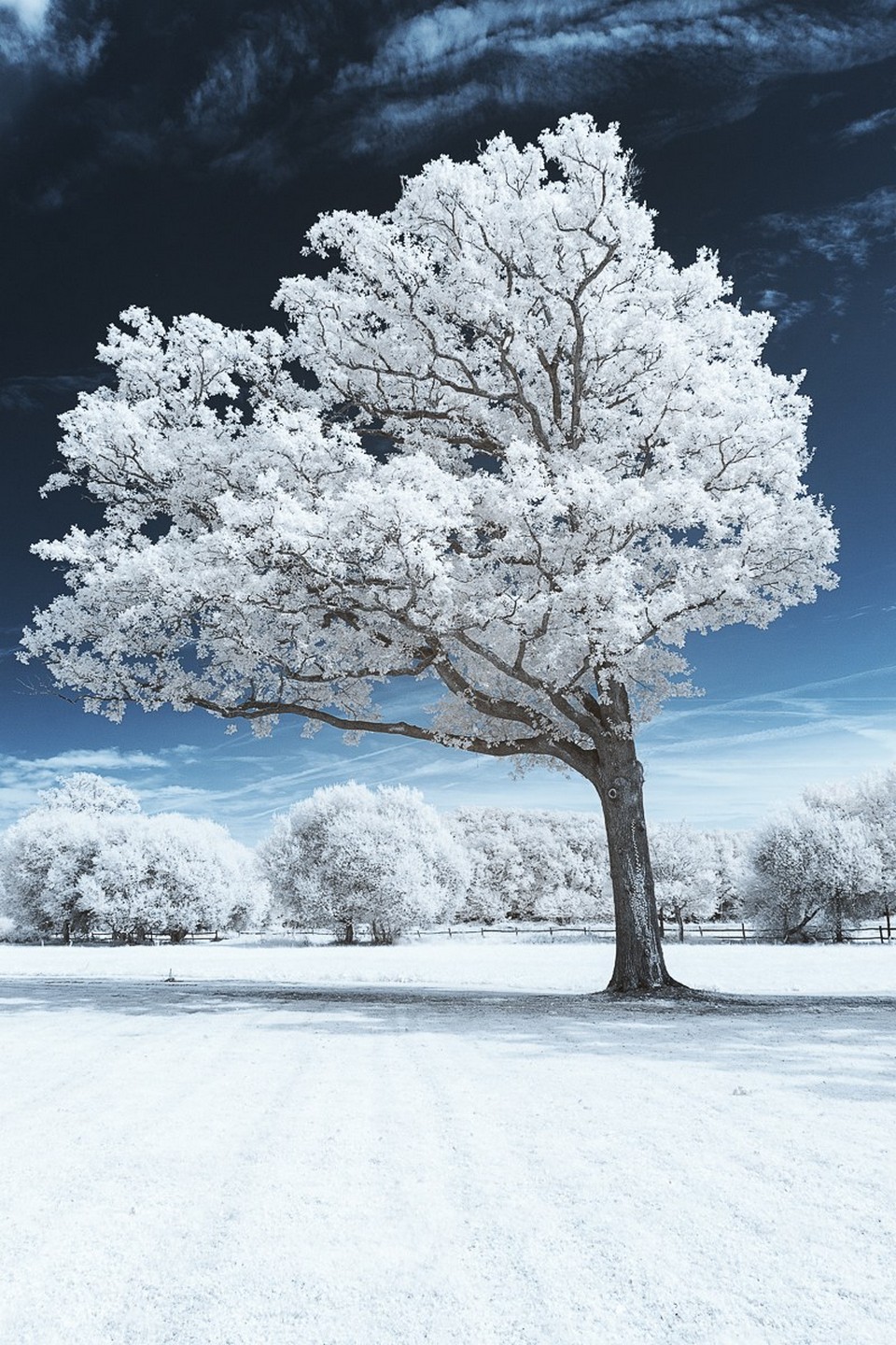 White Tree Snow Wallpapers