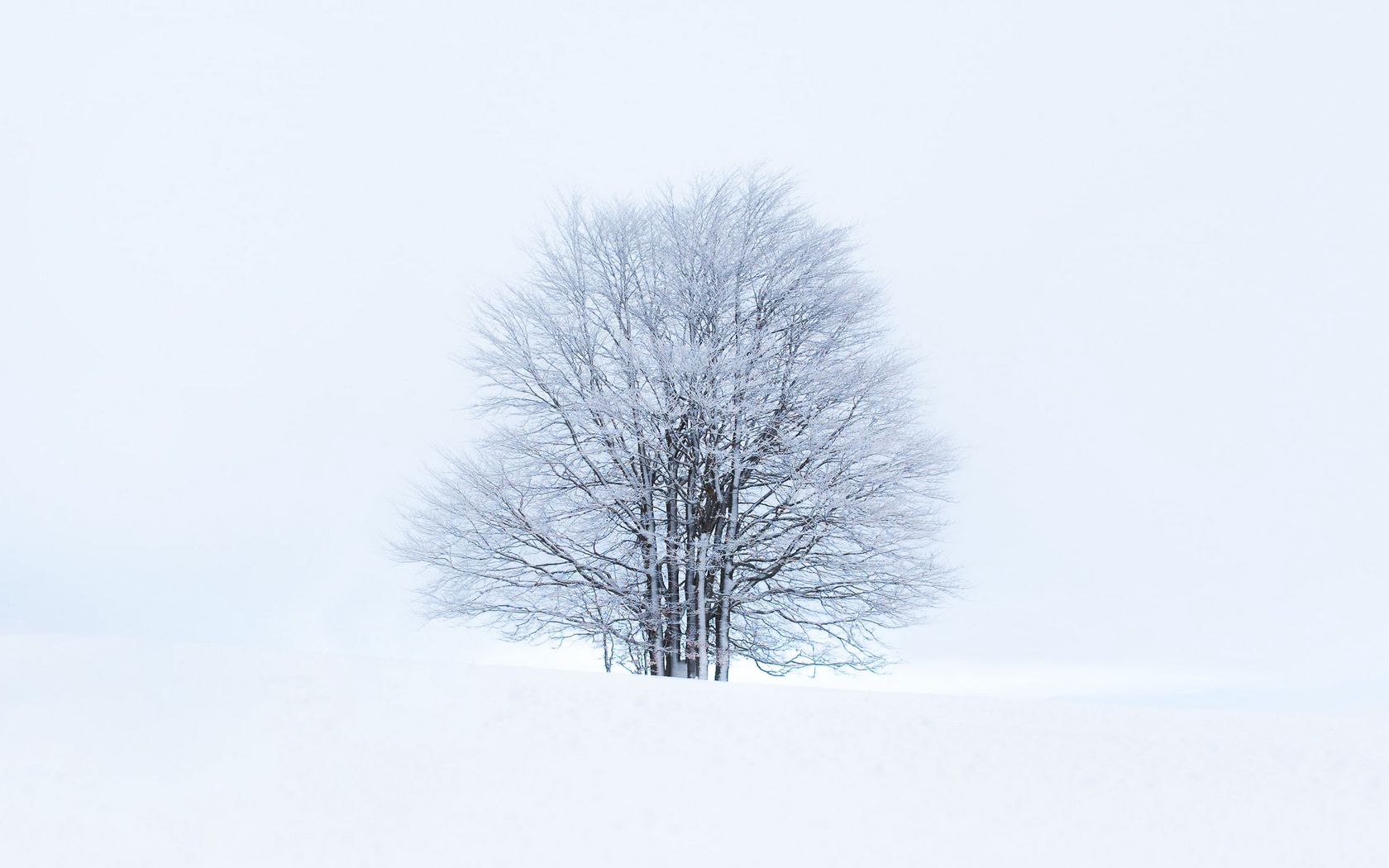 White Tree Snow Wallpapers