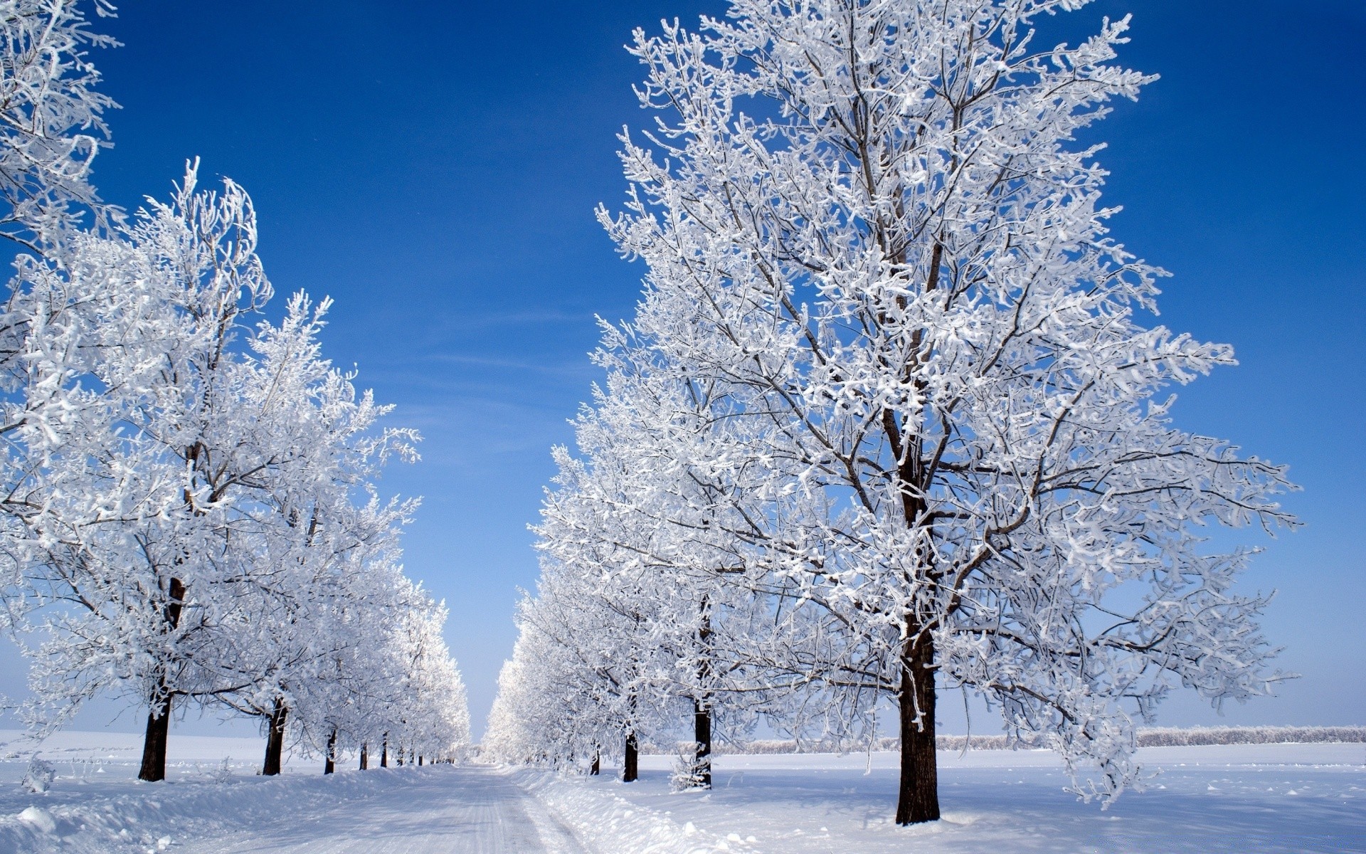 White Tree Snow Wallpapers