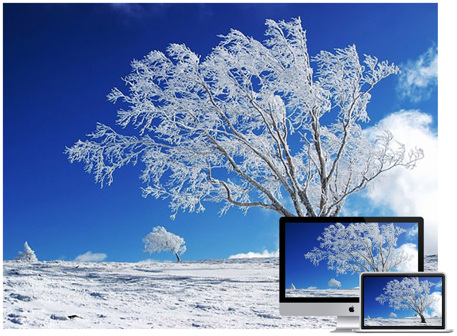 White Tree Snow Wallpapers