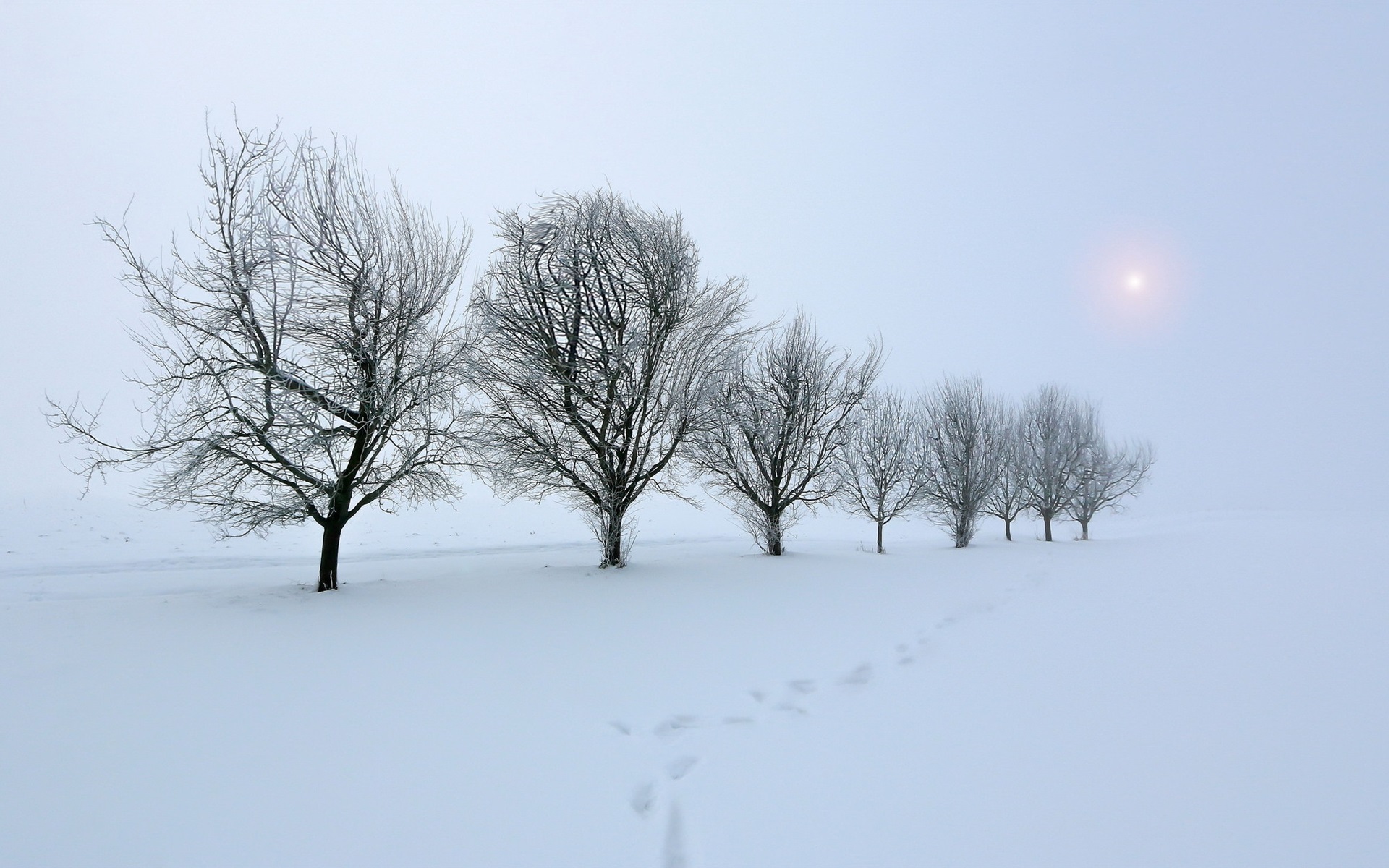 White Tree Snow Wallpapers