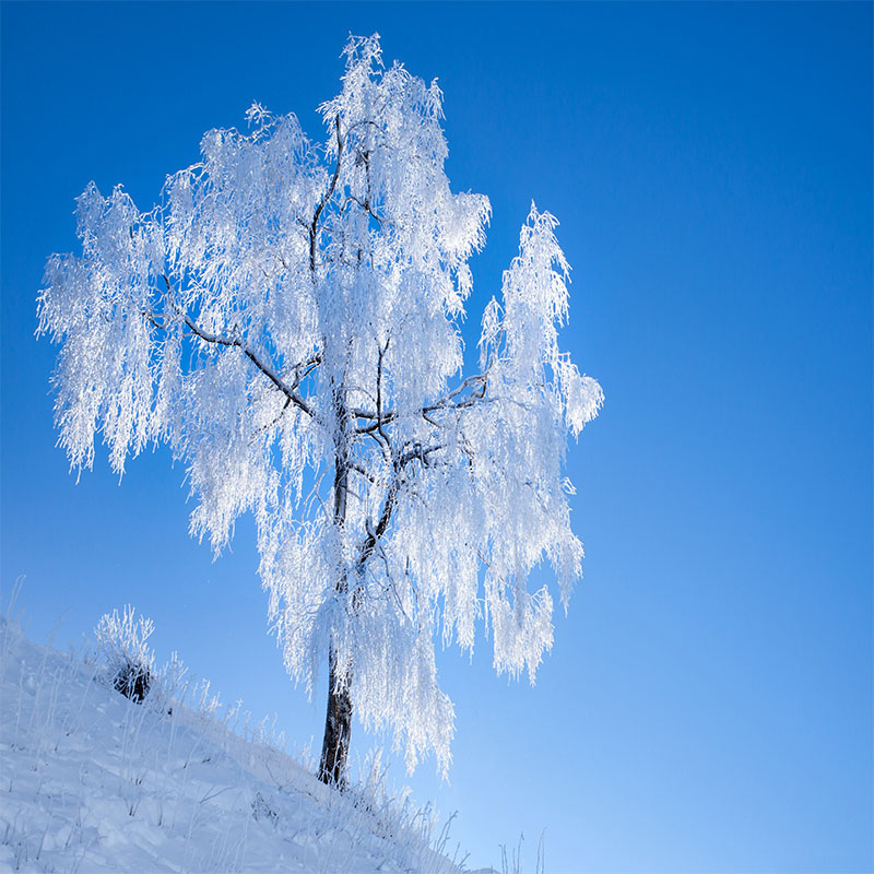 White Tree Snow Wallpapers