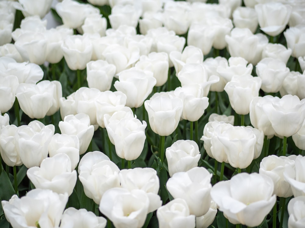 White Tulips Wallpapers