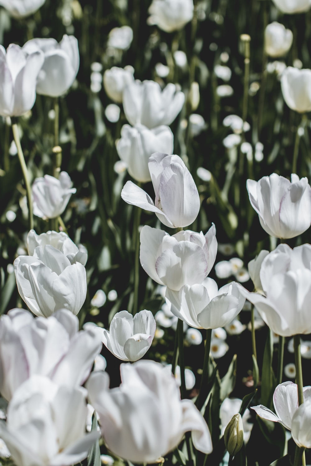 White Tulips Wallpapers